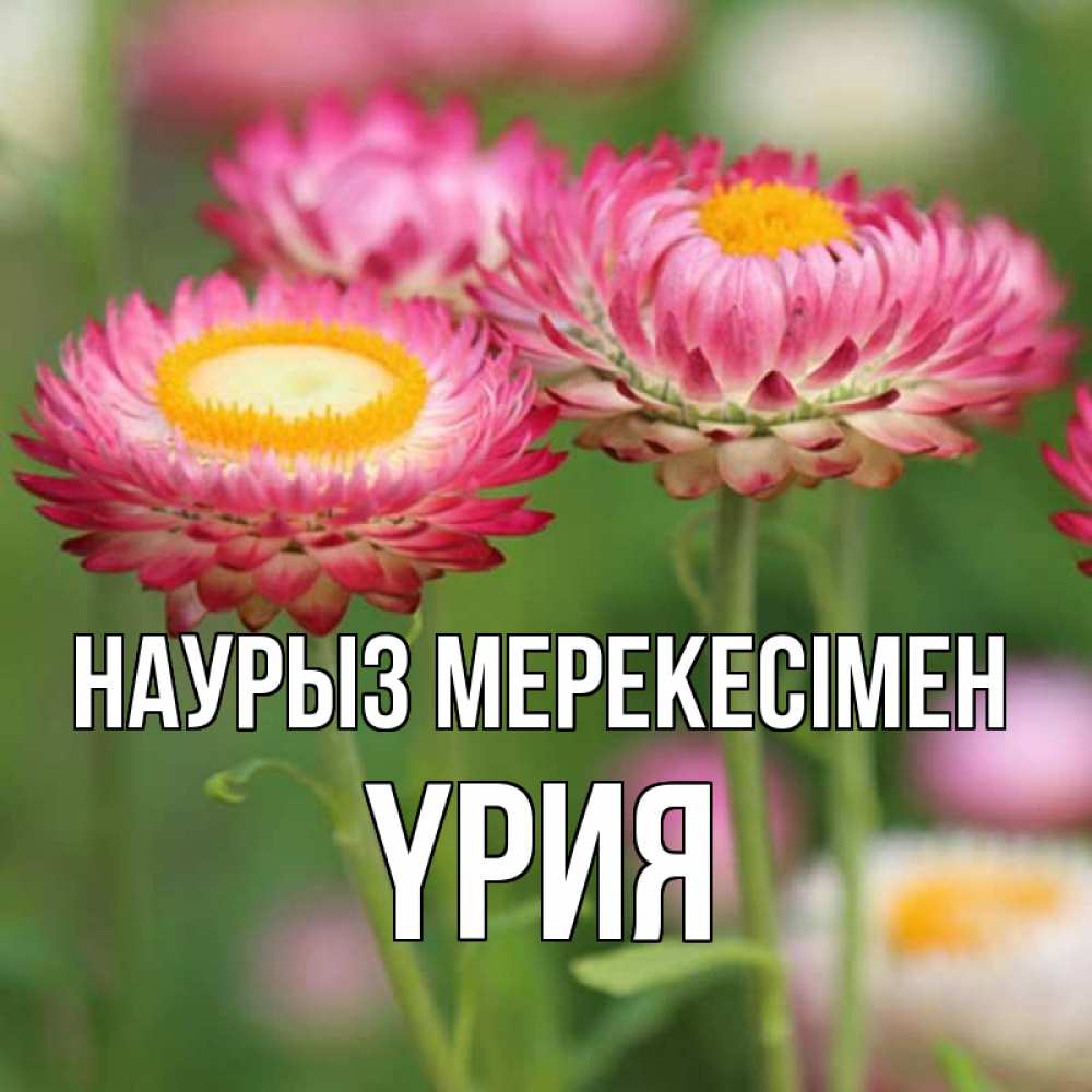 Күн сайын ашық хат с именем, ҮРИЯ Наурыз мерекесімен подарок на международный женский день Онлайн тегін жүктеп алу тілектері бар керемет карта 