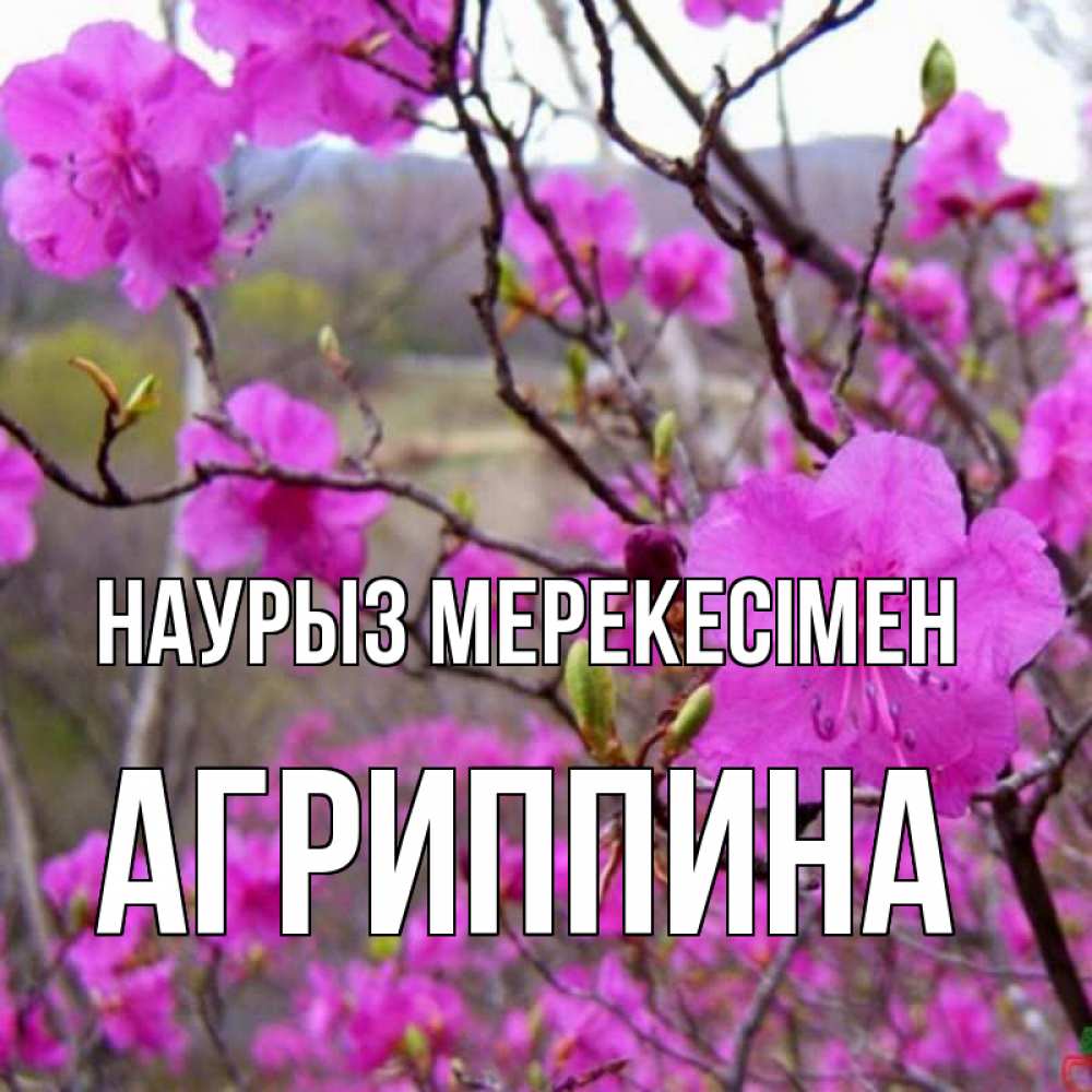 Күн сайын ашық хат с именем, Агриппина Наурыз мерекесімен праздник весны наурыз Онлайн тегін жүктеп алу тілектері бар керемет карта 