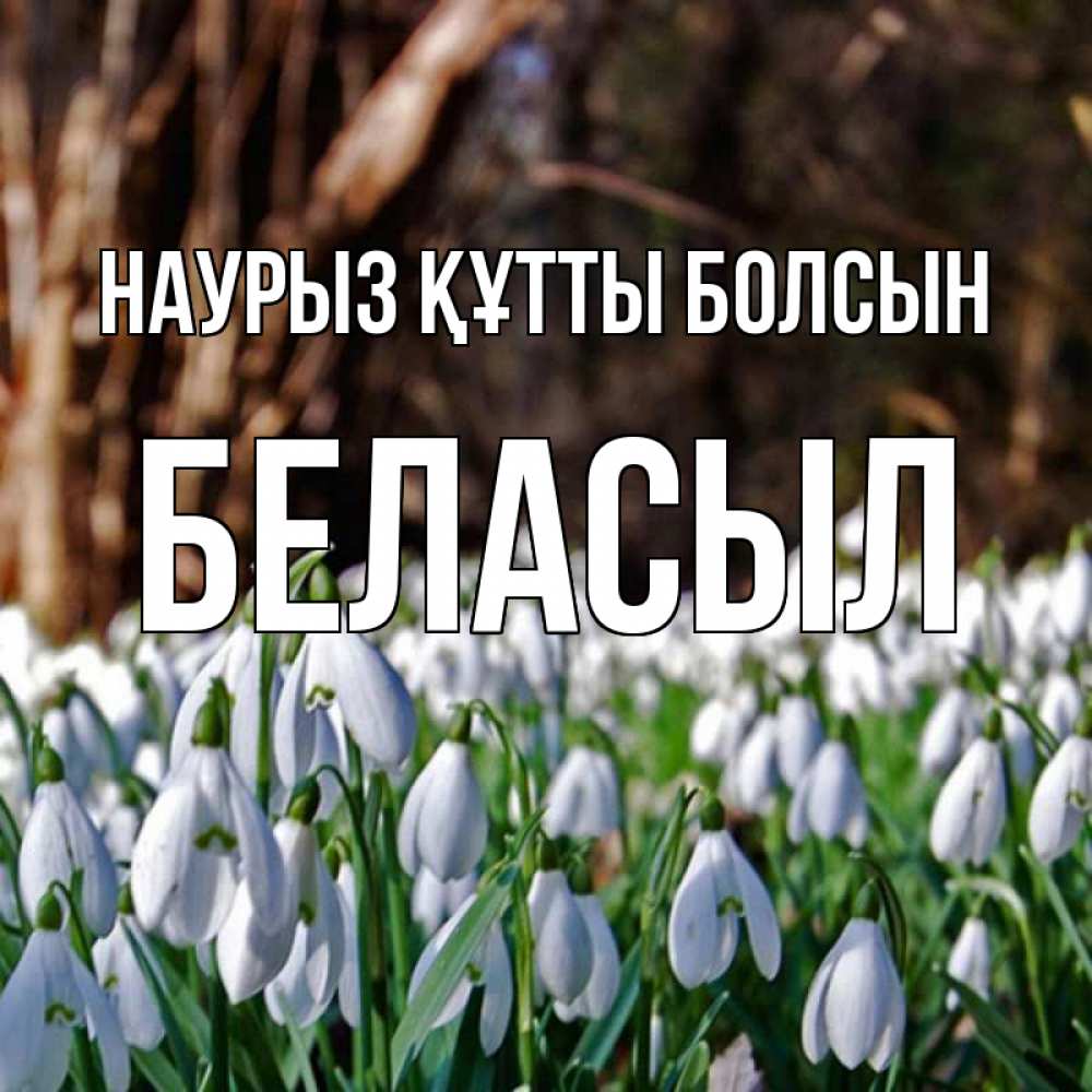 Күн сайын ашық хат с именем, Беласыл Наурыз құтты болсын с подснежниками 1 Онлайн тегін жүктеп алу тілектері бар керемет карта 