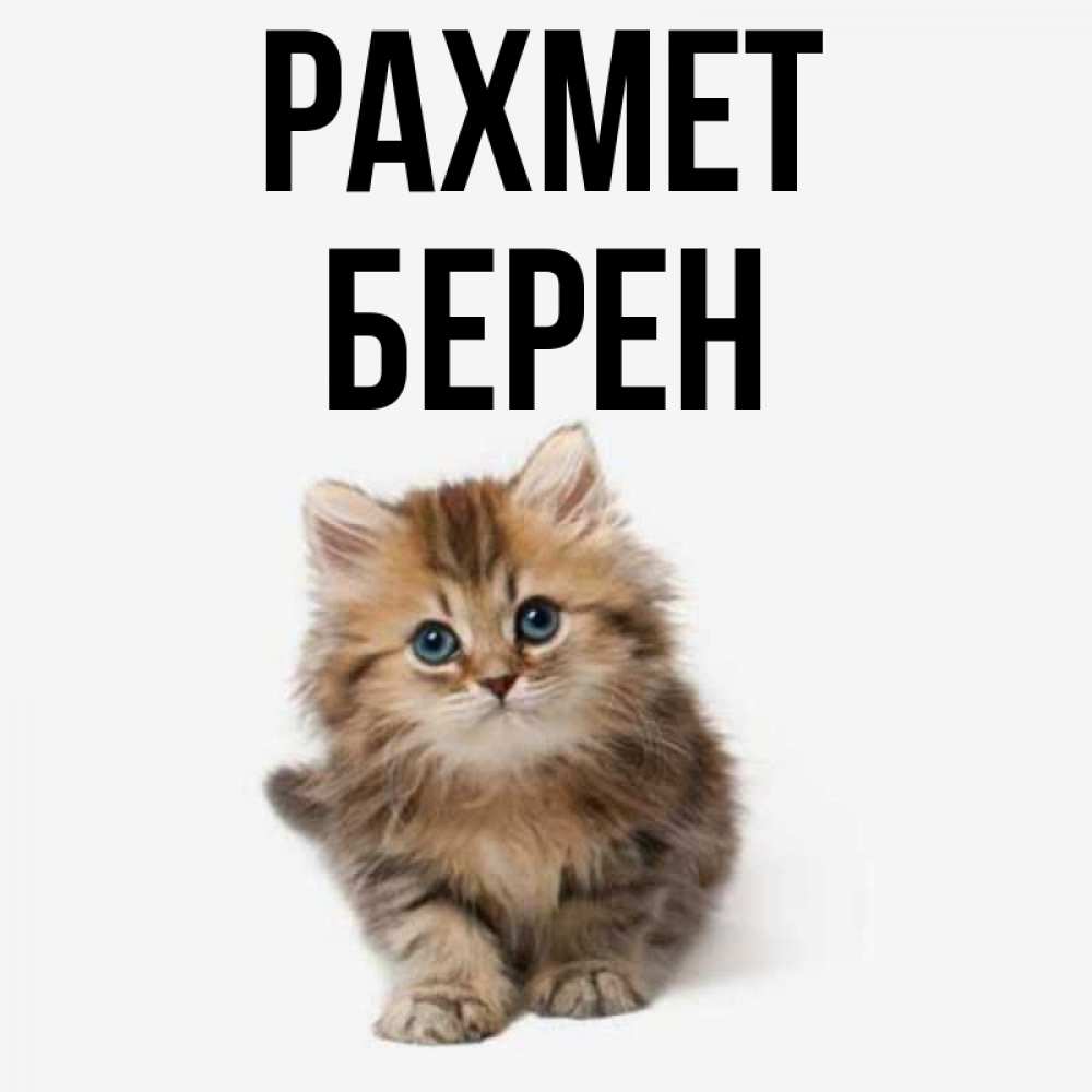 Күн сайын ашық хат с именем, Берен рахмет пушистый котик Онлайн тегін жүктеп алу тілектері бар керемет карта 