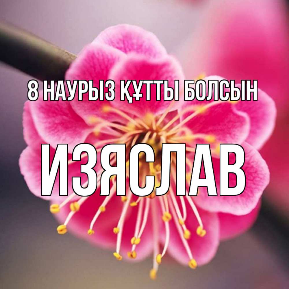 Күн сайын ашық хат с именем, Изяслав 8 наурыз құтты болсын цветы Онлайн тегін жүктеп алу тілектері бар керемет карта 