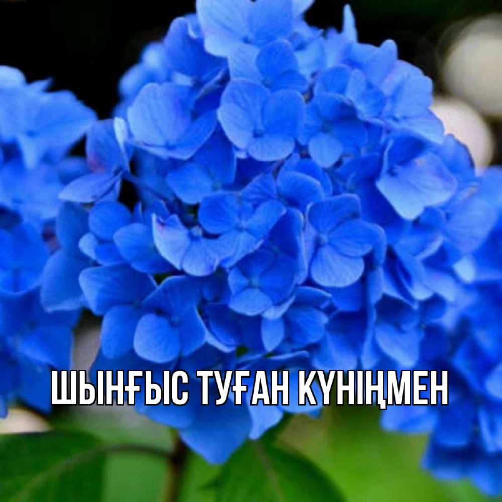 Күн сайын ашық хат с именем, ШЫНҒЫС-ТУҒАН-КҮНІҢМЕН Главная синие цветы Онлайн тегін жүктеп алу тілектері бар керемет карта 