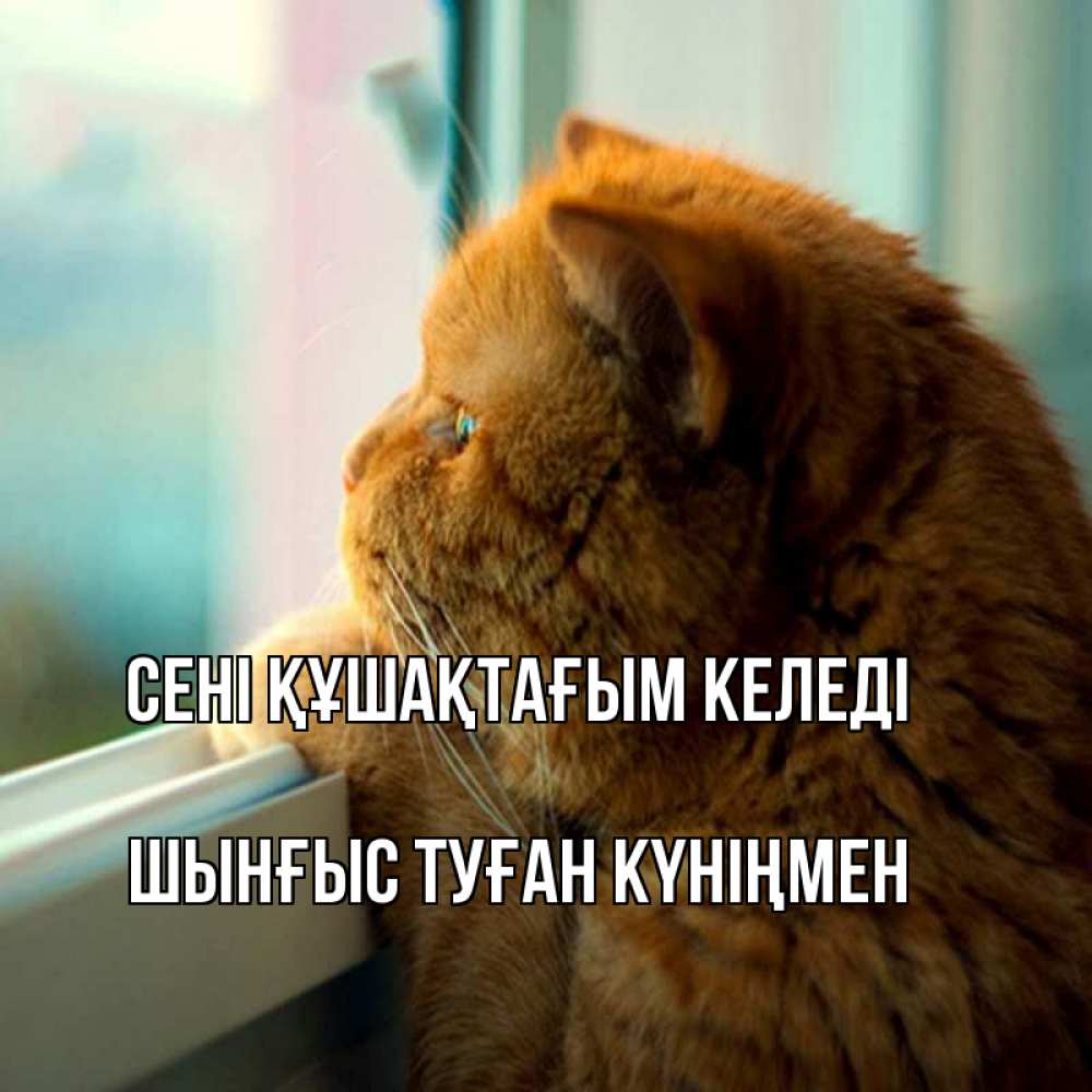 Картинка сені құшақтағым келеді, ШЫНҒЫС! ТУҒАН КҮНІҢМЕН!