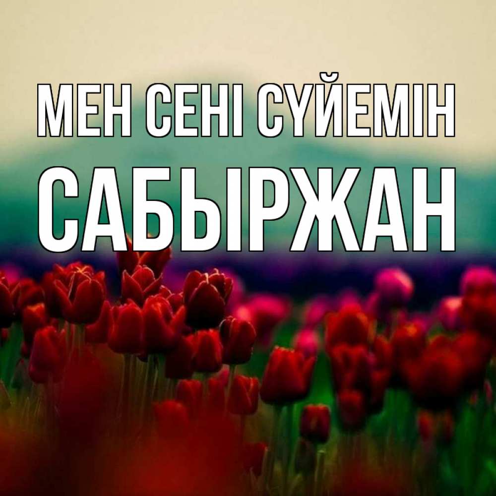 Күн сайын ашық хат с именем, САБЫРЖАН Мен сені сүйемін тюльпаны 4 Онлайн тегін жүктеп алу тілектері бар керемет карта 