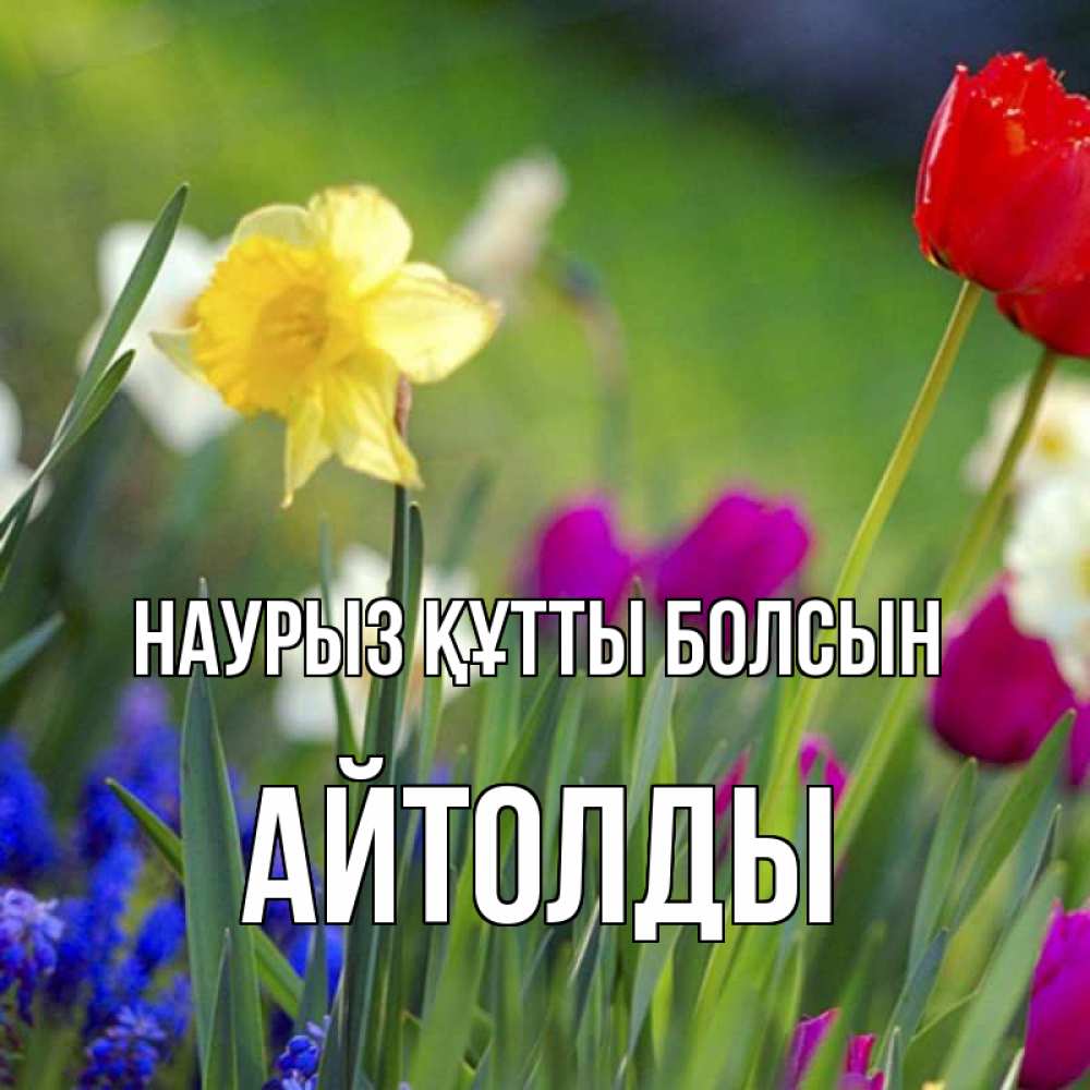 Күн сайын ашық хат с именем, АЙТОЛДЫ Наурыз құтты болсын наурыз  3 открытки Онлайн тегін жүктеп алу тілектері бар керемет карта 