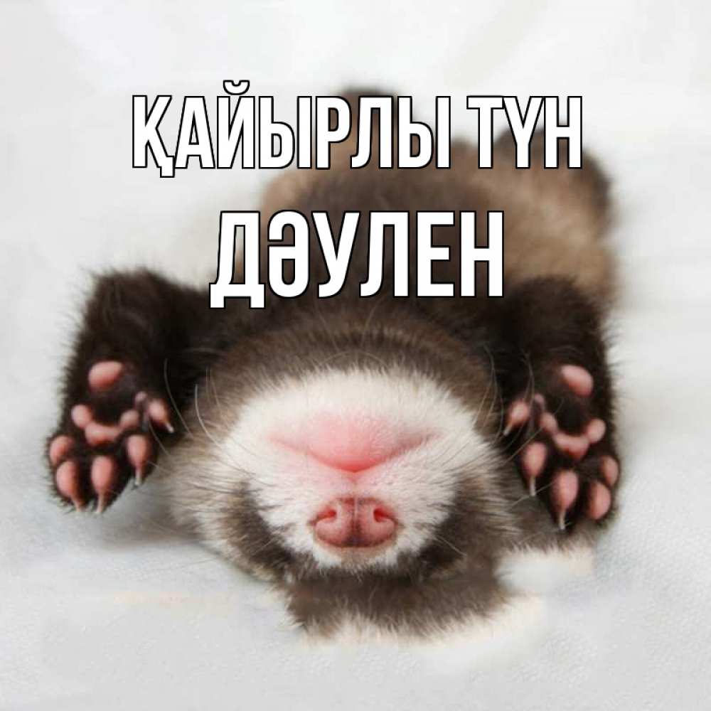 Күн сайын ашық хат с именем, Дәулен Қайырлы түн зверек Онлайн тегін жүктеп алу тілектері бар керемет карта 