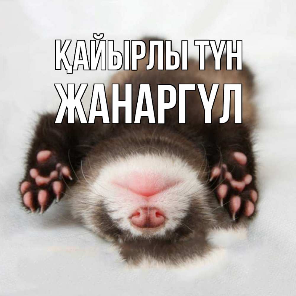 Күн сайын ашық хат с именем, ЖАНАРГҮЛ Қайырлы түн зверек Онлайн тегін жүктеп алу тілектері бар керемет карта 