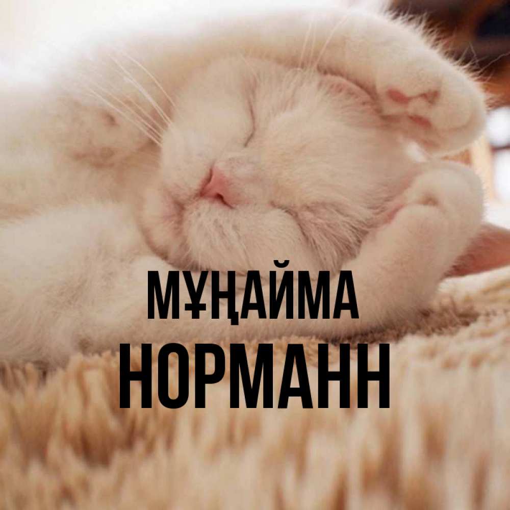 Күн сайын ашық хат с именем, Норманн Мұңайма Котенок спит Онлайн тегін жүктеп алу тілектері бар керемет карта 