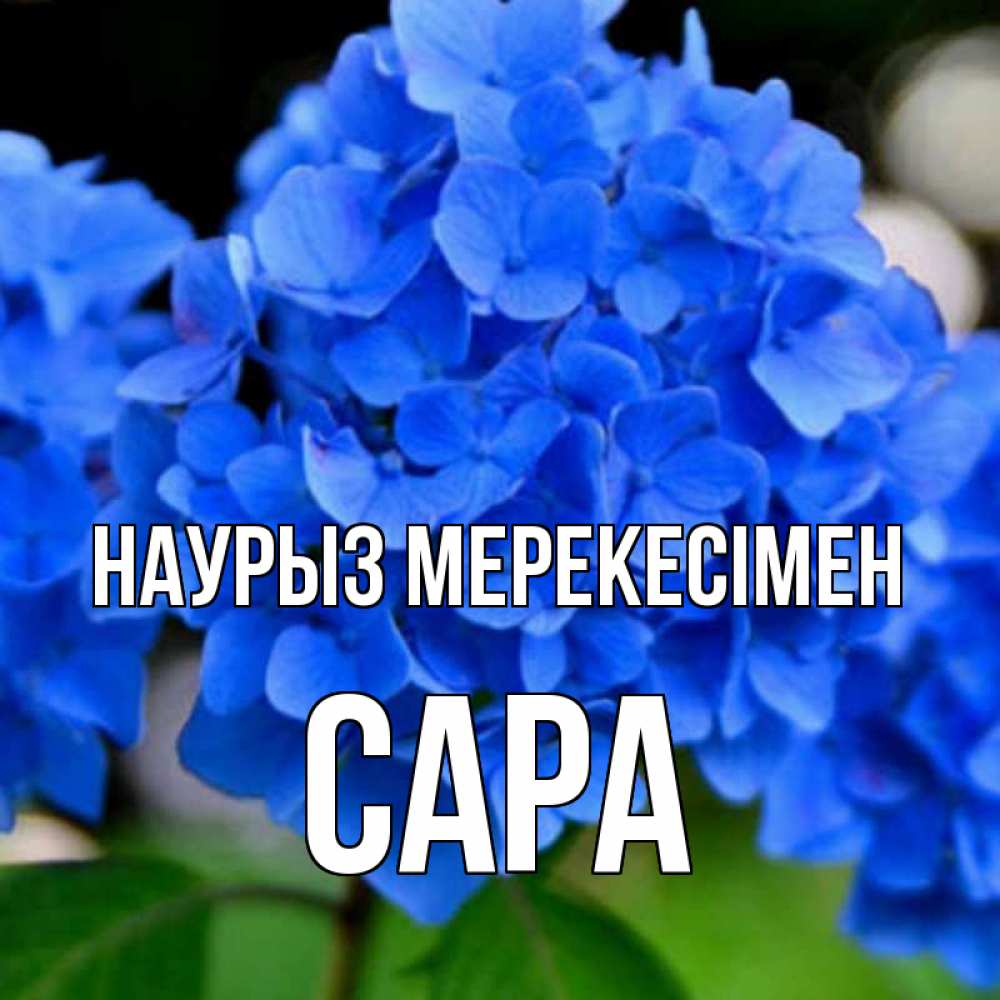 Күн сайын ашық хат с именем, САРА Наурыз мерекесімен синие цветы Онлайн тегін жүктеп алу тілектері бар керемет карта 