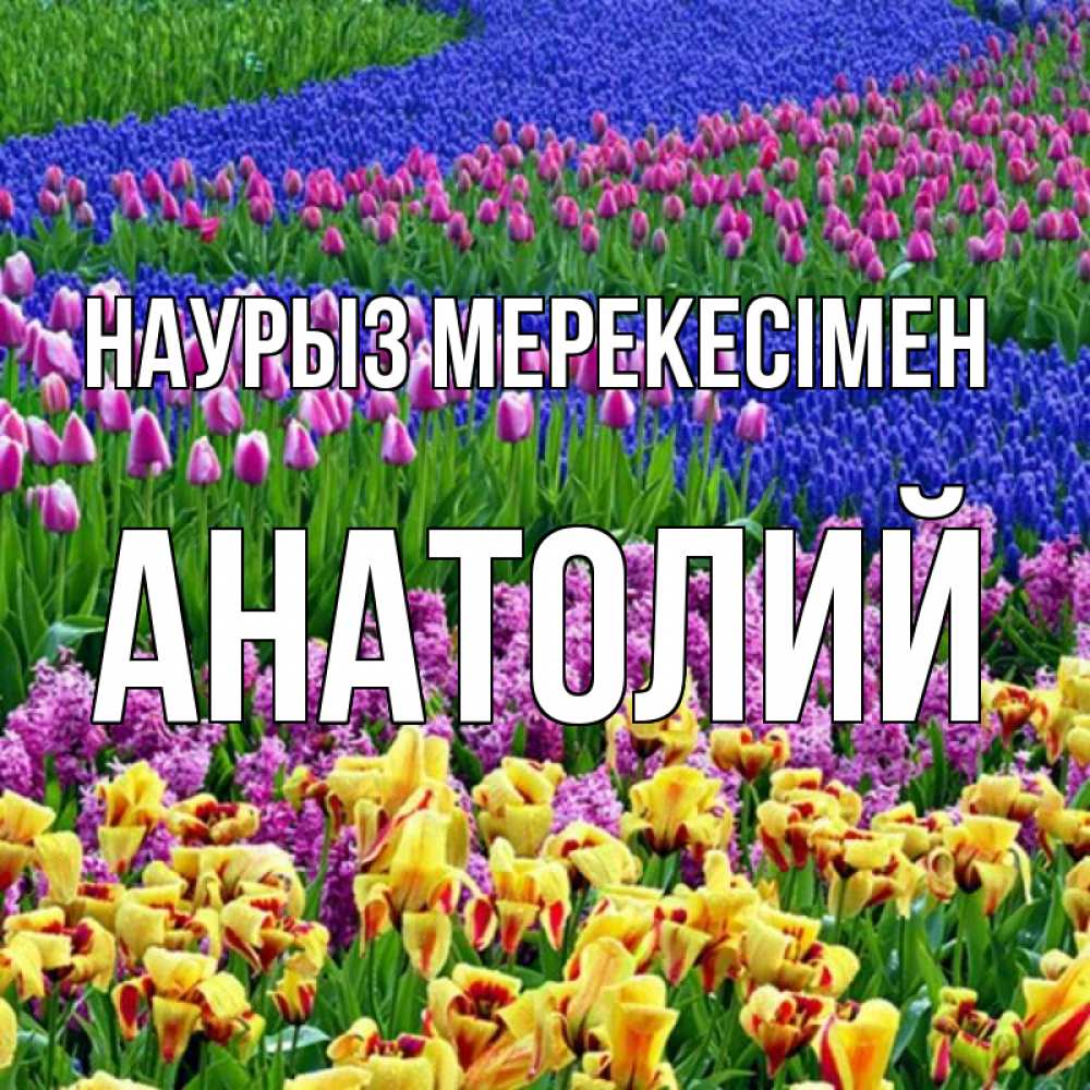 Күн сайын ашық хат с именем, Анатолий Наурыз мерекесімен цветы Онлайн тегін жүктеп алу тілектері бар керемет карта 