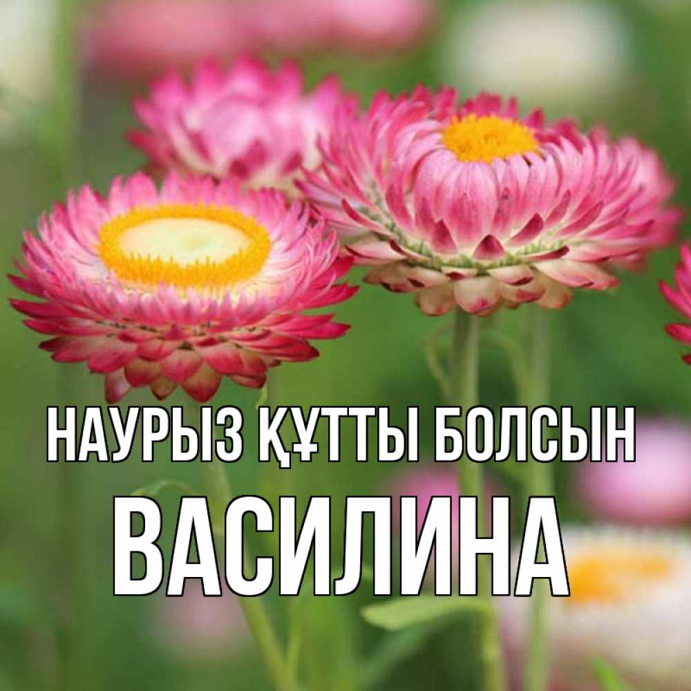 Күн сайын ашық хат с именем, Василина Наурыз құтты болсын подарок на международный женский день Онлайн тегін жүктеп алу тілектері бар керемет карта 