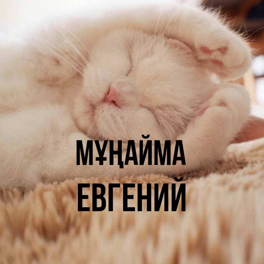 Күн сайын ашық хат с именем, Евгений Мұңайма Котенок спит Онлайн тегін жүктеп алу тілектері бар керемет карта 