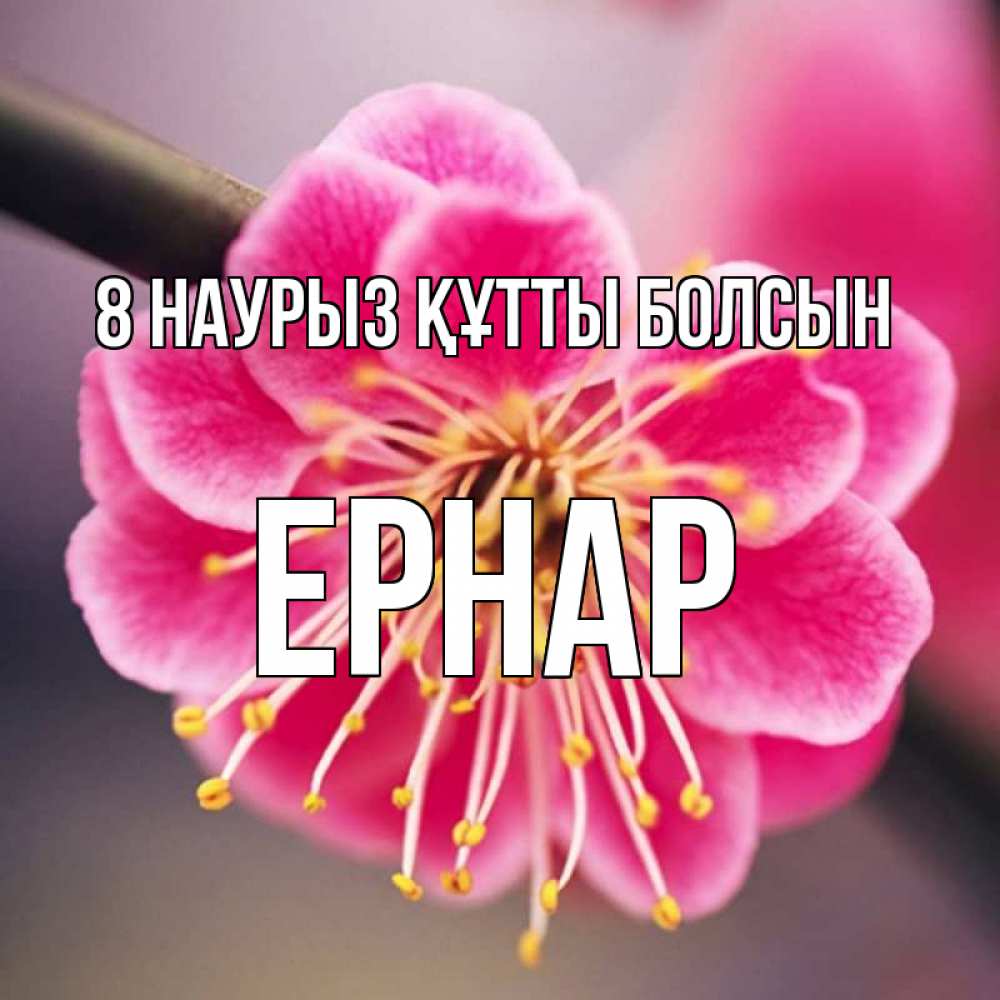 Күн сайын ашық хат с именем, Ернар 8 наурыз құтты болсын цветы Онлайн тегін жүктеп алу тілектері бар керемет карта 