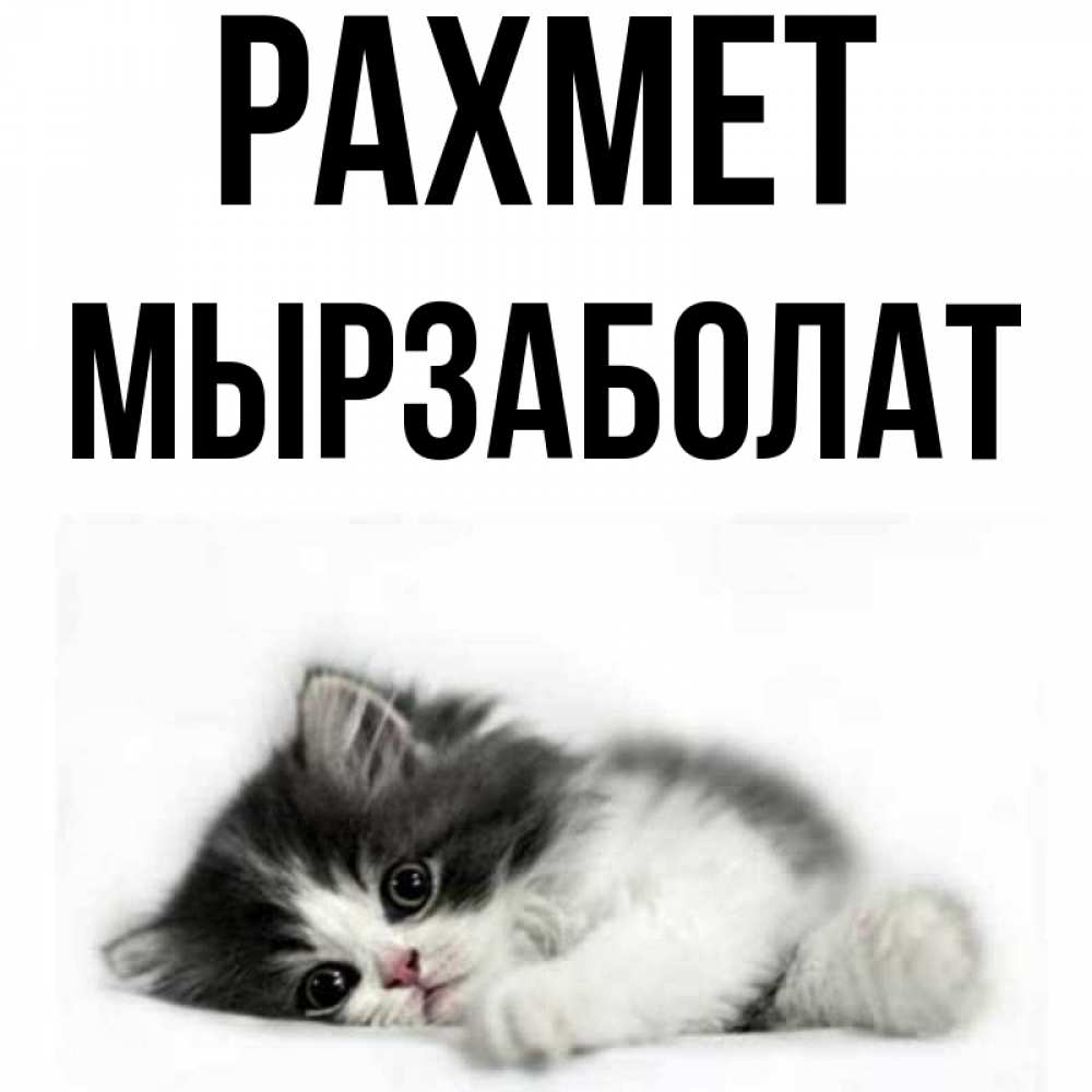 Күн сайын ашық хат с именем, Мырзаболат рахмет черный и белый кот Онлайн тегін жүктеп алу тілектері бар керемет карта 