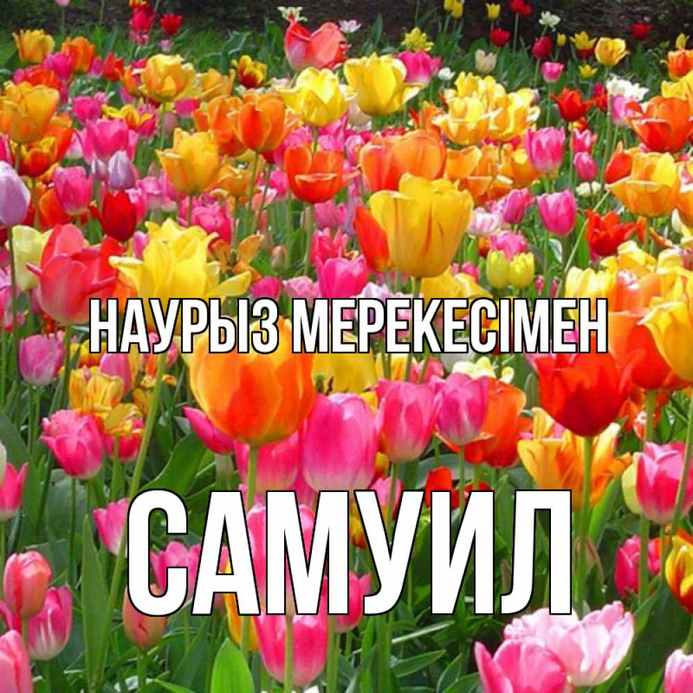 Күн сайын ашық хат с именем, Самуил Наурыз мерекесімен праздник весны наурыз 4 Онлайн тегін жүктеп алу тілектері бар керемет карта 