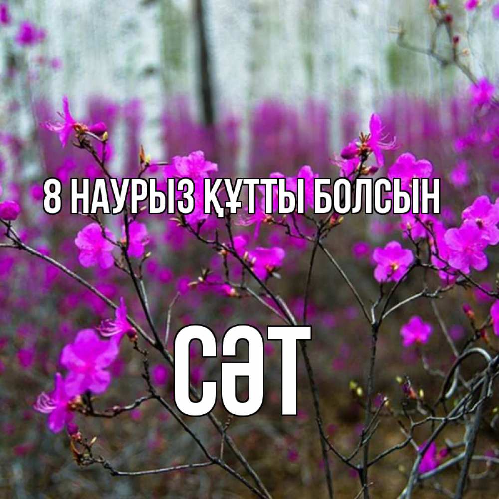Күн сайын ашық хат с именем, СӘТ 8 наурыз құтты болсын дикие цветы Онлайн тегін жүктеп алу тілектері бар керемет карта 