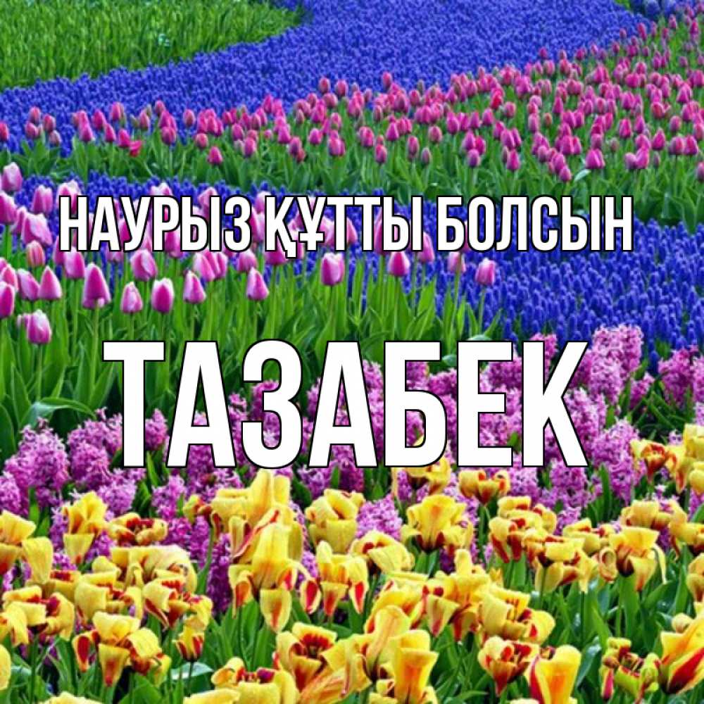 Күн сайын ашық хат с именем, ТАЗАБЕК Наурыз құтты болсын цветы Онлайн тегін жүктеп алу тілектері бар керемет карта 