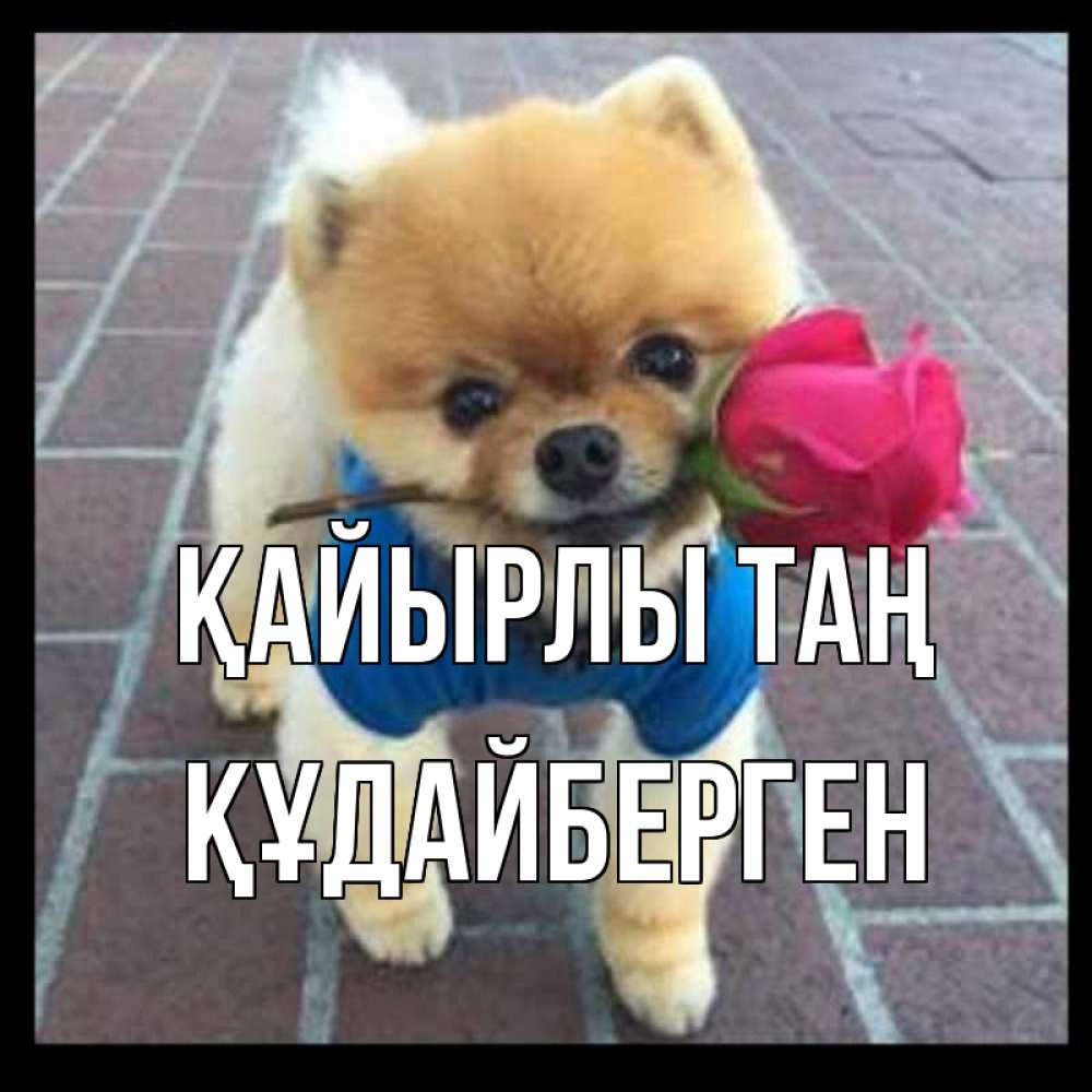 Күн сайын ашық хат с именем, ҚҰДАЙБЕРГЕН Қайырлы таң роза в зубах Онлайн тегін жүктеп алу тілектері бар керемет карта 
