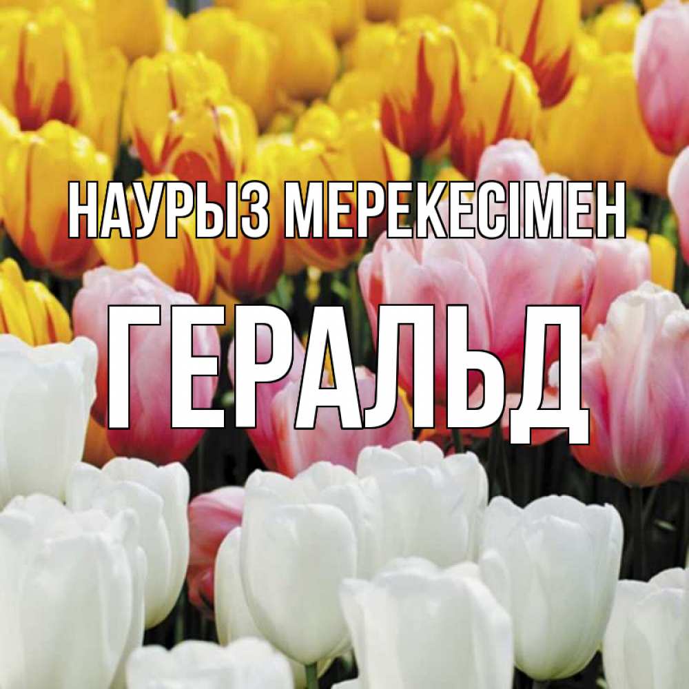 Күн сайын ашық хат с именем, Геральд Наурыз мерекесімен разноцветные цветы Онлайн тегін жүктеп алу тілектері бар керемет карта 