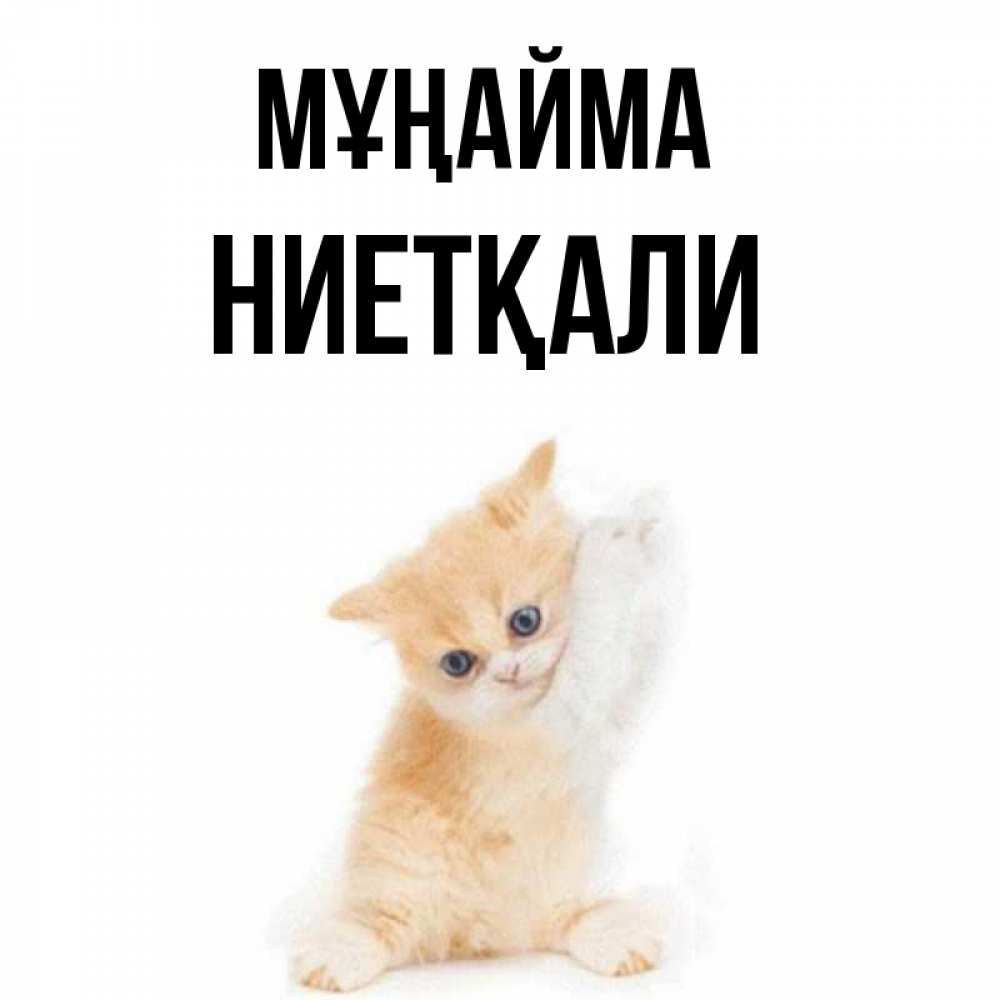 Күн сайын ашық хат с именем, НИЕТҚАЛИ Мұңайма просящий кот Онлайн тегін жүктеп алу тілектері бар керемет карта 
