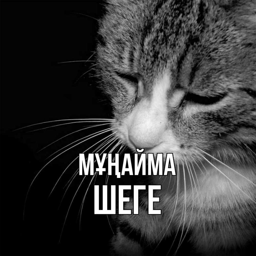 Күн сайын ашық хат с именем, ШЕГЕ Мұңайма грустный котик Онлайн тегін жүктеп алу тілектері бар керемет карта 
