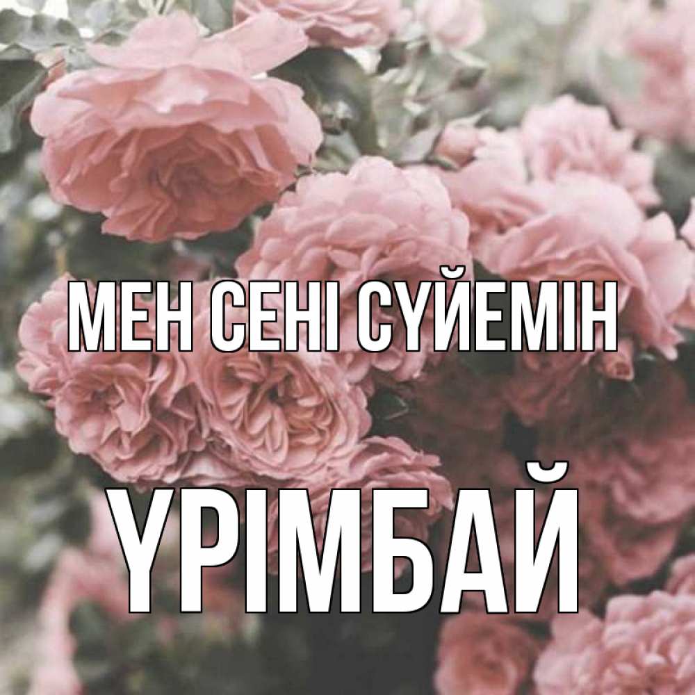 Күн сайын ашық хат с именем, ҮРІМБАЙ Мен сені сүйемін розы 3 Онлайн тегін жүктеп алу тілектері бар керемет карта 