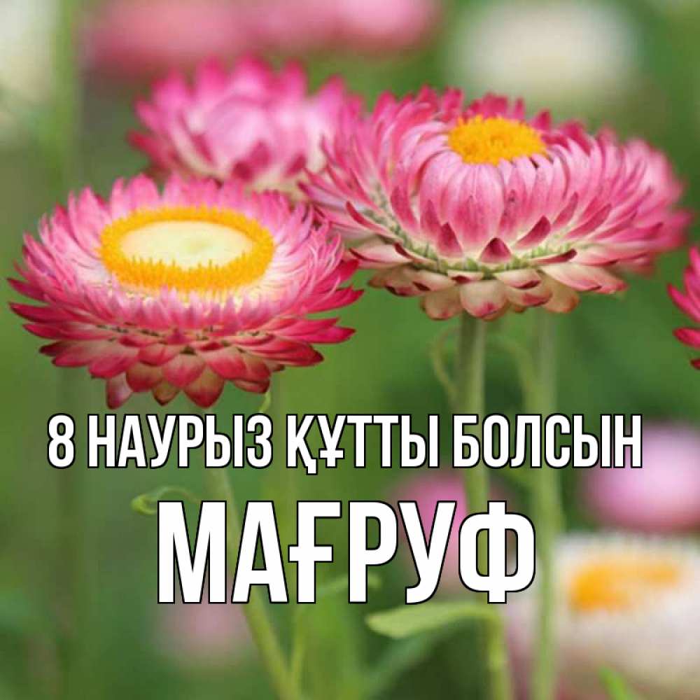 Күн сайын ашық хат с именем, МАҒРУФ 8 наурыз құтты болсын подарок на международный женский день Онлайн тегін жүктеп алу тілектері бар керемет карта 