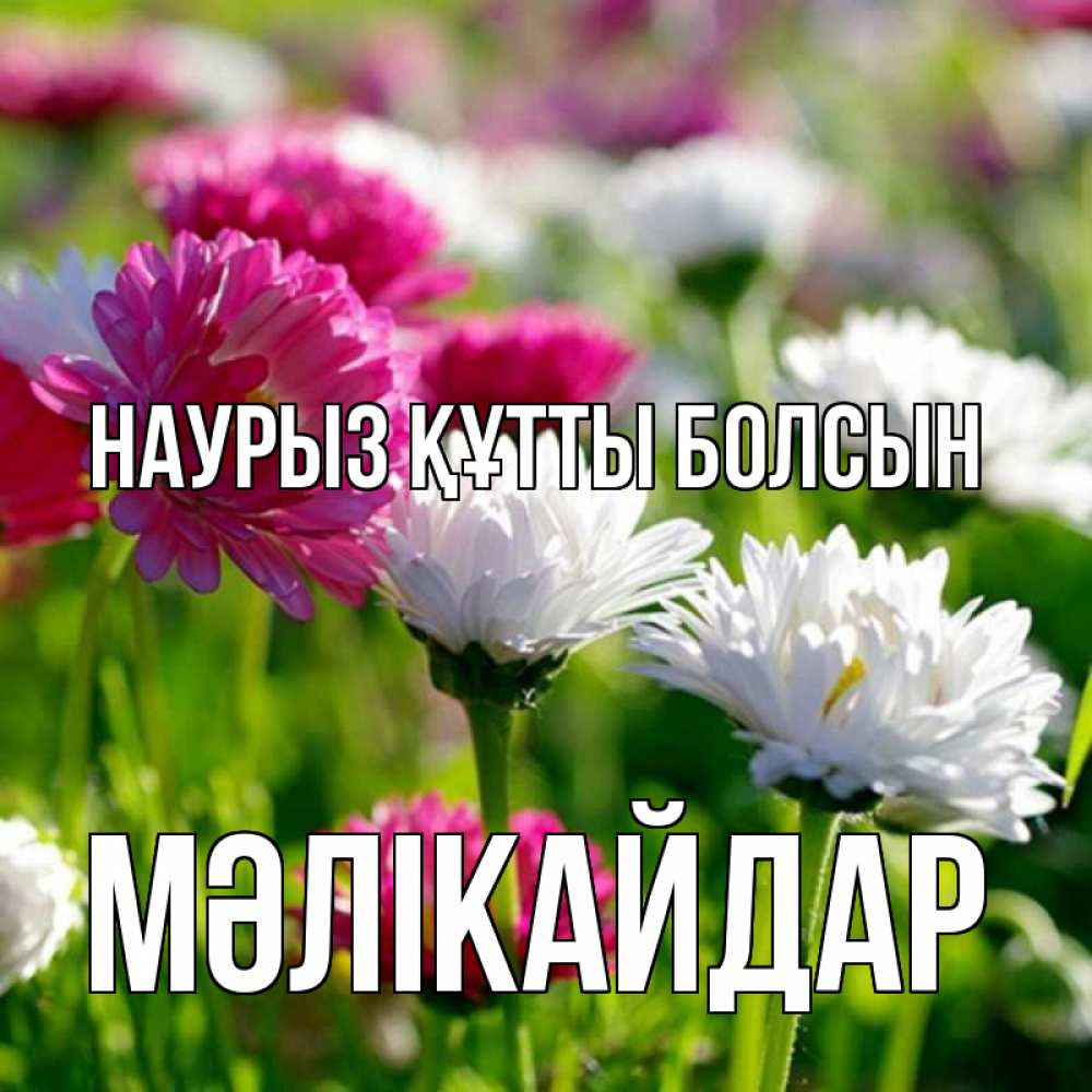 Күн сайын ашық хат с именем, МӘЛІКАЙДАР Наурыз құтты болсын наурыз Онлайн тегін жүктеп алу тілектері бар керемет карта 