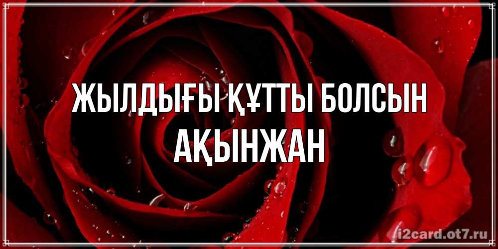 Күн сайын ашық хат с именем, Ақынжан Жылдығы құтты болсын крупная бордовая роза Онлайн тегін жүктеп алу тілектері бар керемет карта 