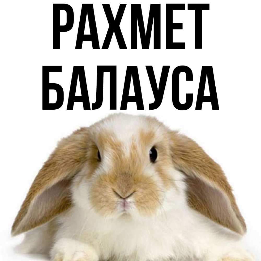 Күн сайын ашық хат с именем, БАЛАУСА рахмет коричнево белый заяц Онлайн тегін жүктеп алу тілектері бар керемет карта 