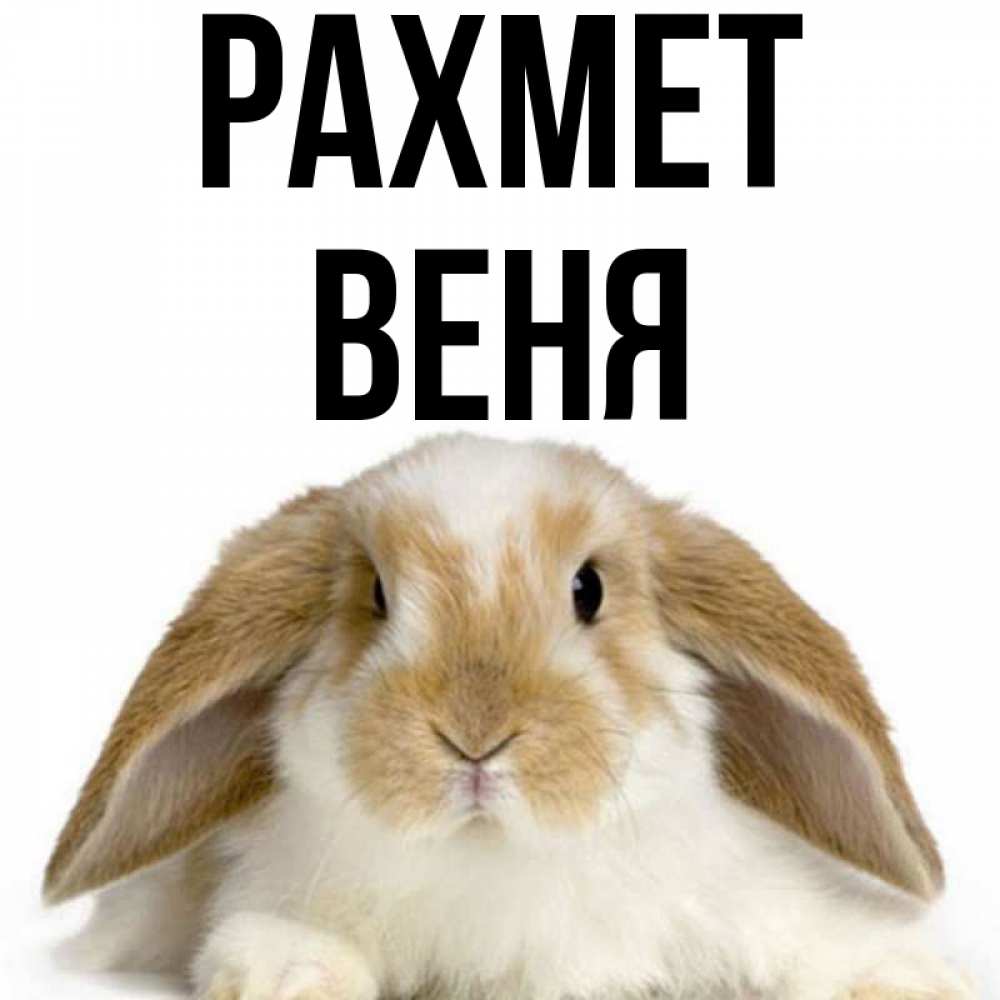 Күн сайын ашық хат с именем, Веня рахмет коричнево белый заяц Онлайн тегін жүктеп алу тілектері бар керемет карта 