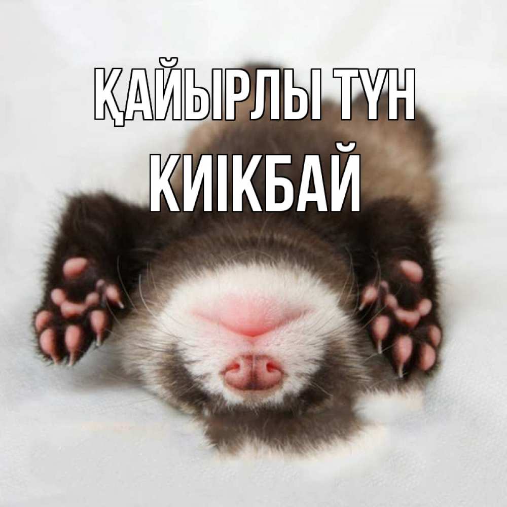 Күн сайын ашық хат с именем, Киікбай Қайырлы түн зверек Онлайн тегін жүктеп алу тілектері бар керемет карта 
