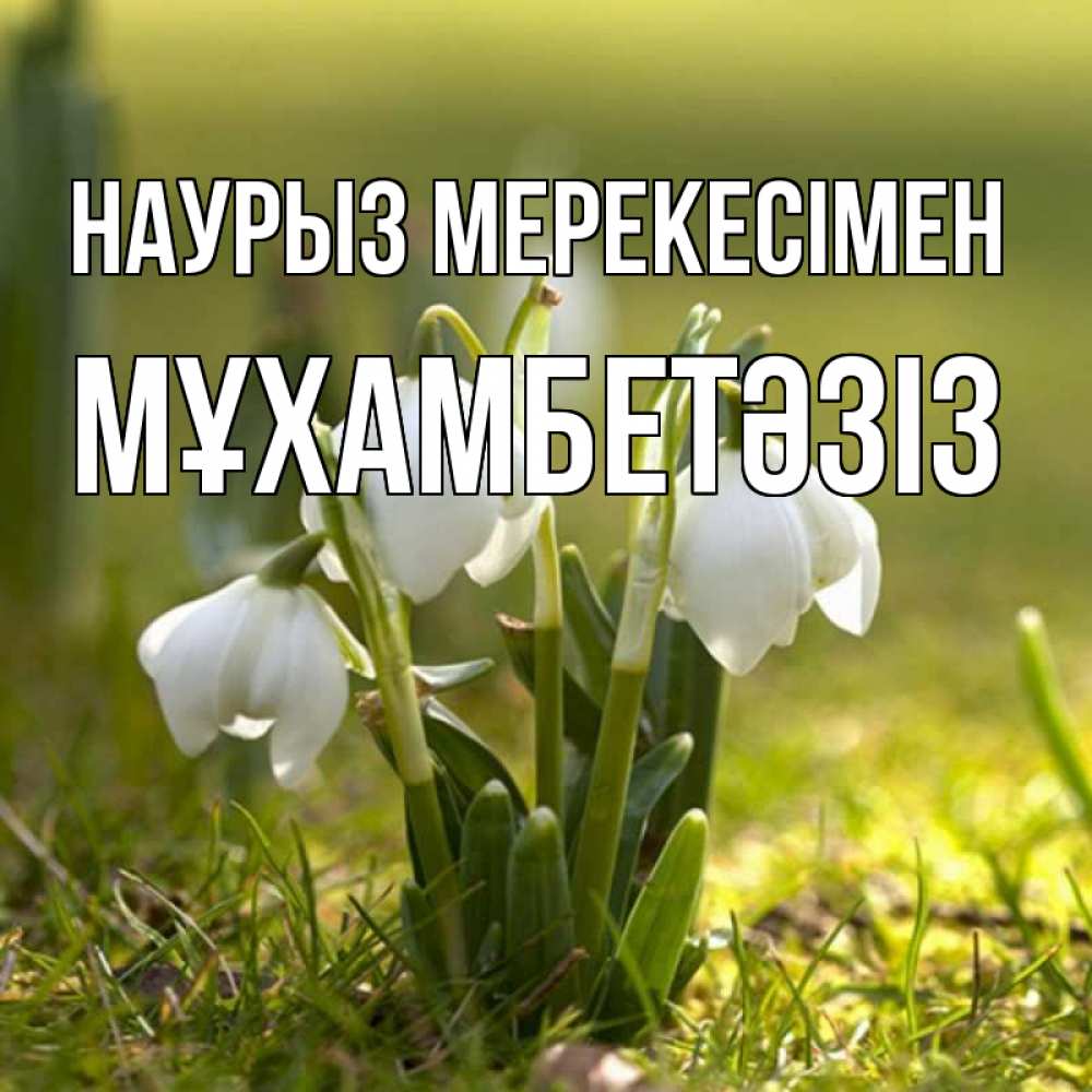 Күн сайын ашық хат с именем, МҰХАМБЕТӘЗІЗ Наурыз мерекесімен ранние цветы 2 Онлайн тегін жүктеп алу тілектері бар керемет карта 