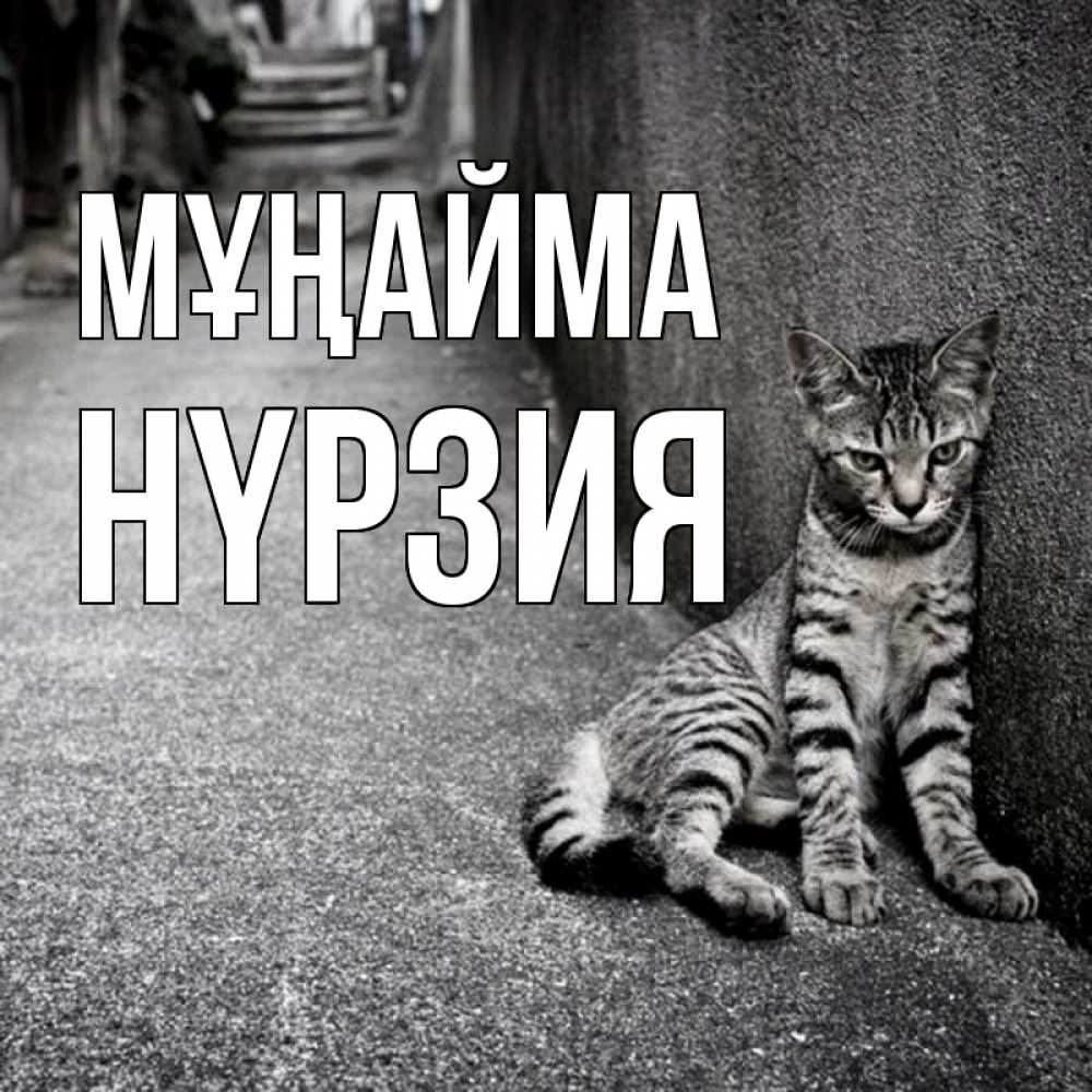 Күн сайын ашық хат с именем, НҮРЗИЯ Мұңайма скучающий котик Онлайн тегін жүктеп алу тілектері бар керемет карта 