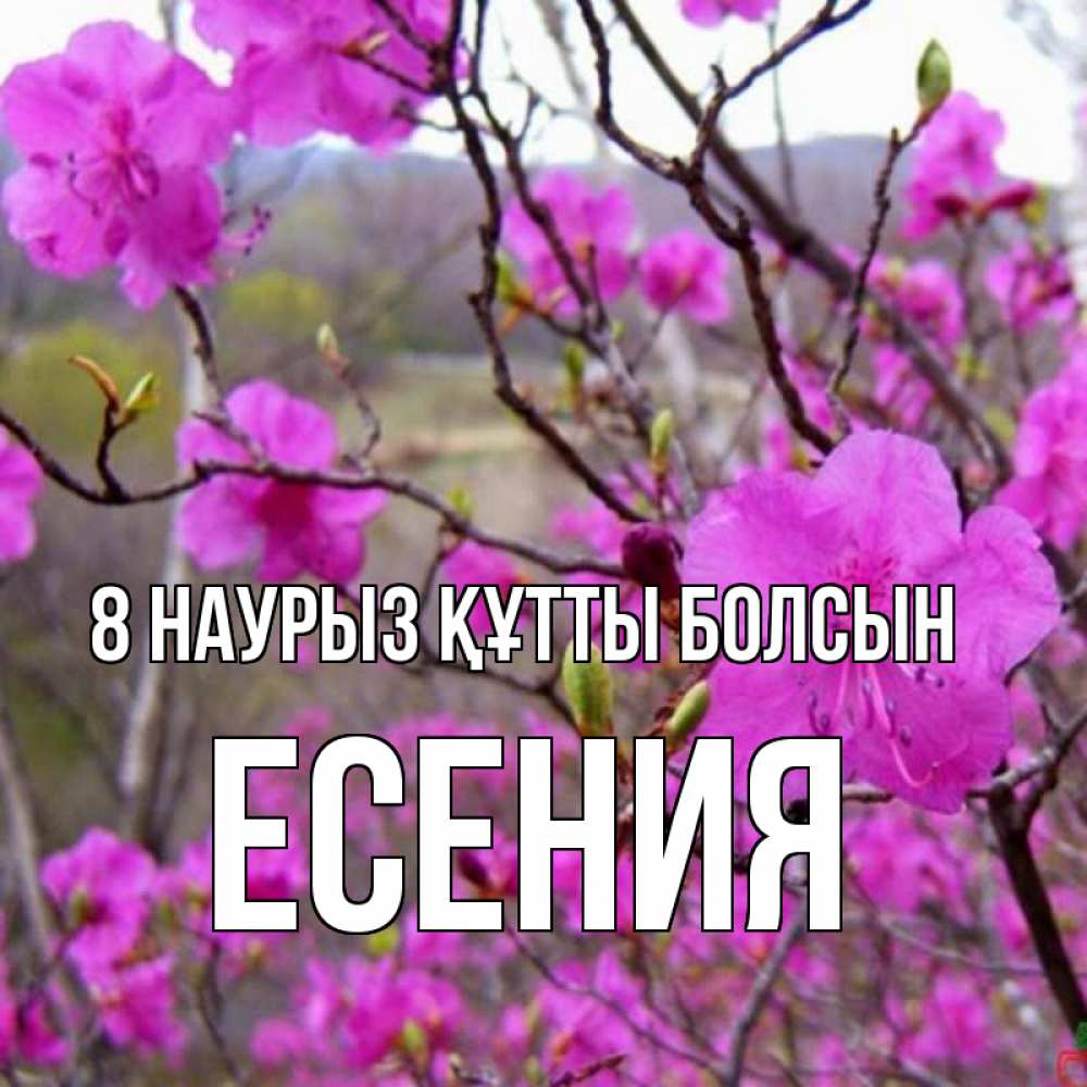 Күн сайын ашық хат с именем, Есения 8 наурыз құтты болсын международный женский день Онлайн тегін жүктеп алу тілектері бар керемет карта 