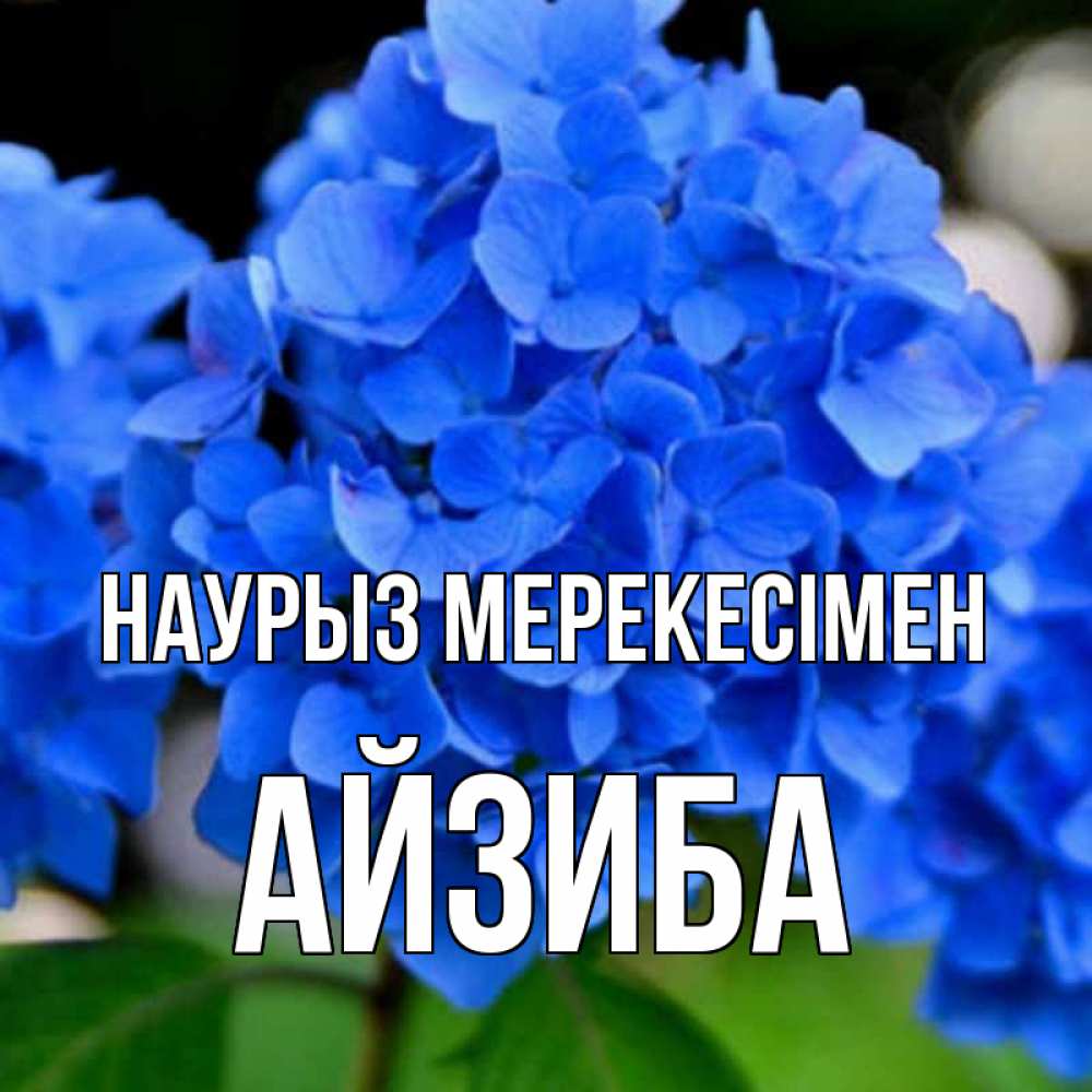 Күн сайын ашық хат с именем, АЙЗИБА Наурыз мерекесімен синие цветы Онлайн тегін жүктеп алу тілектері бар керемет карта 