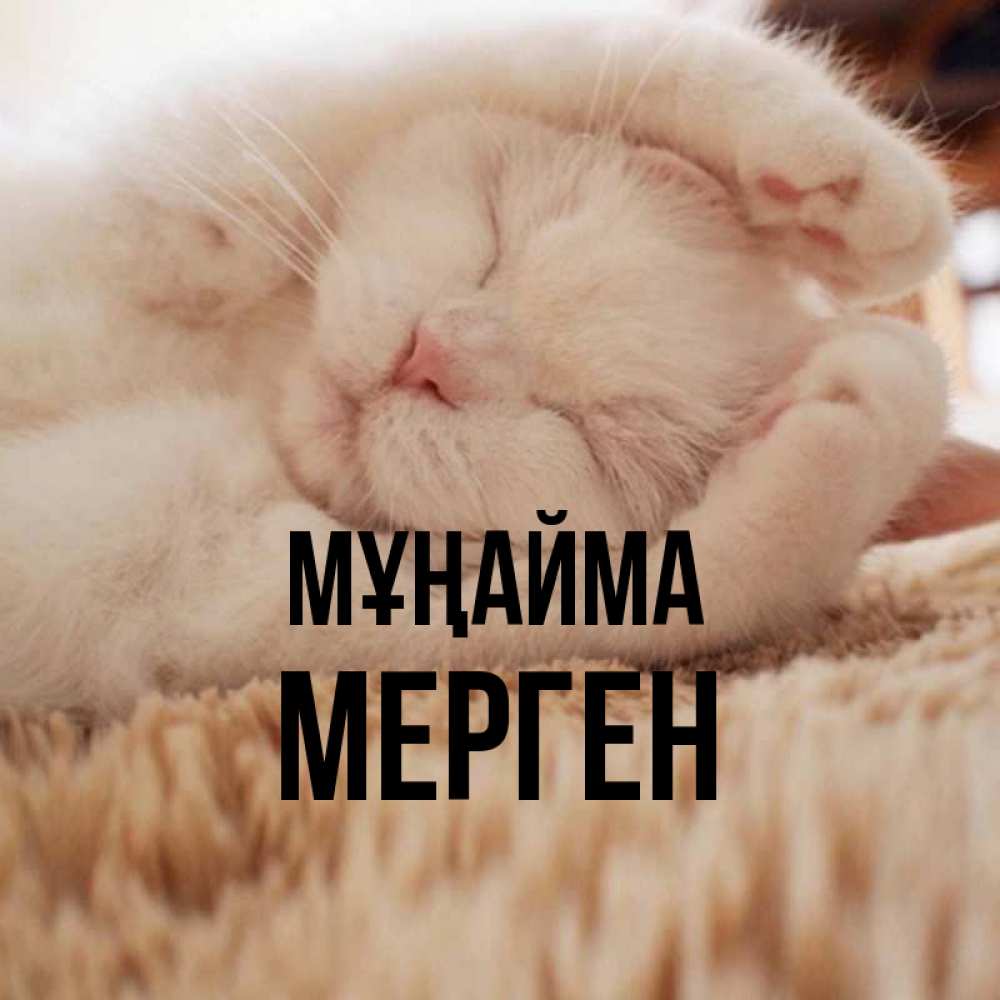Күн сайын ашық хат с именем, МЕРГЕН Мұңайма Котенок спит Онлайн тегін жүктеп алу тілектері бар керемет карта 
