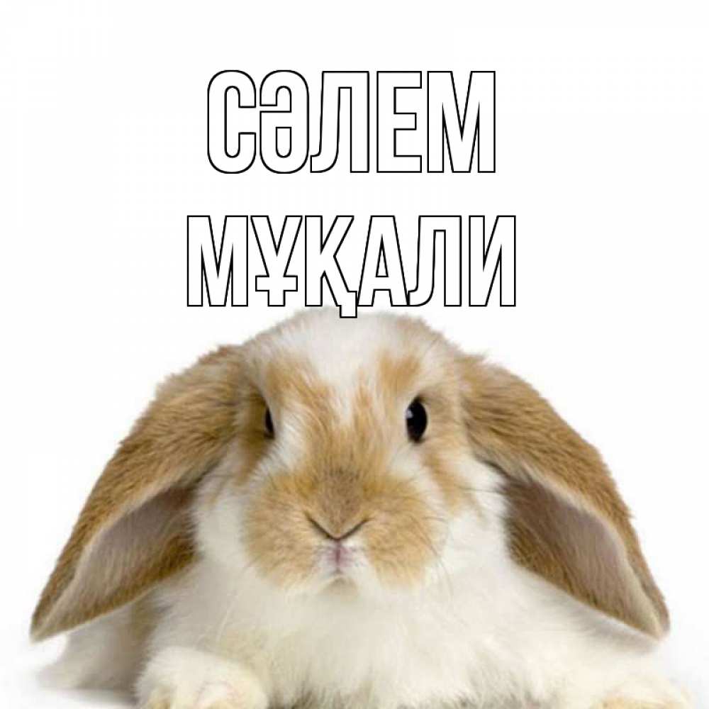 Күн сайын ашық хат с именем, МҰҚАЛИ Сәлем с животными Онлайн тегін жүктеп алу тілектері бар керемет карта 