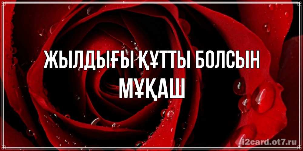 Күн сайын ашық хат с именем, Мұқаш Жылдығы құтты болсын крупная бордовая роза Онлайн тегін жүктеп алу тілектері бар керемет карта 