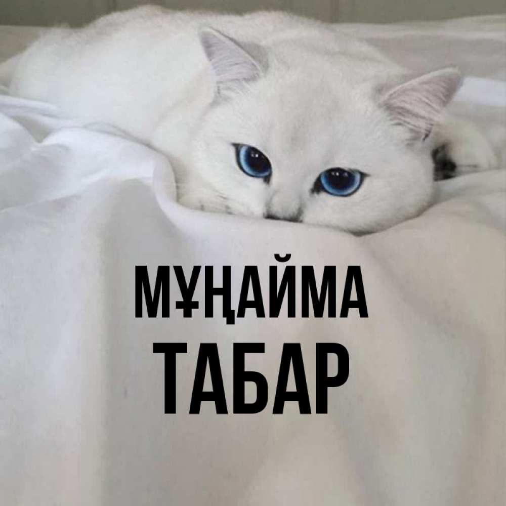 Күн сайын ашық хат с именем, ТАБАР Мұңайма Голубоглазая кошка Онлайн тегін жүктеп алу тілектері бар керемет карта 