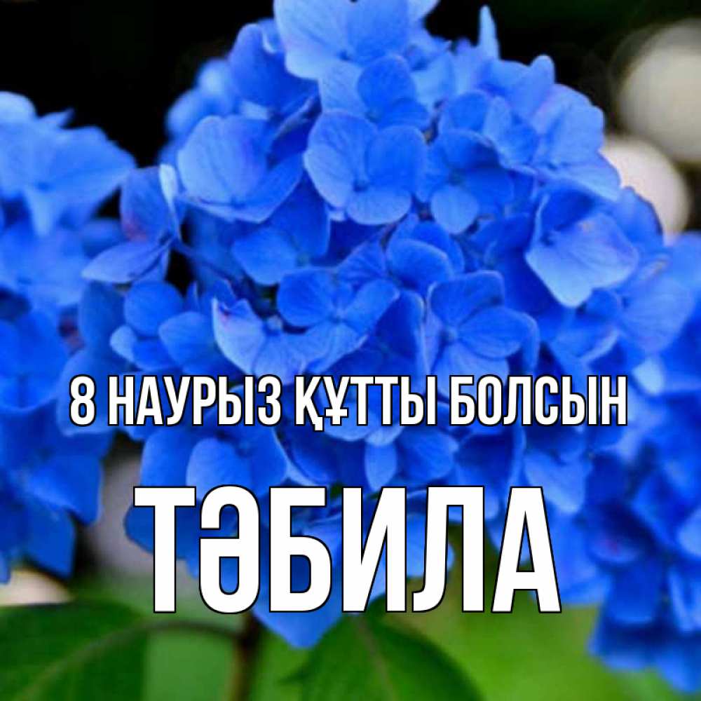 Күн сайын ашық хат с именем, ТӘБИЛА 8 наурыз құтты болсын синие цветы Онлайн тегін жүктеп алу тілектері бар керемет карта 