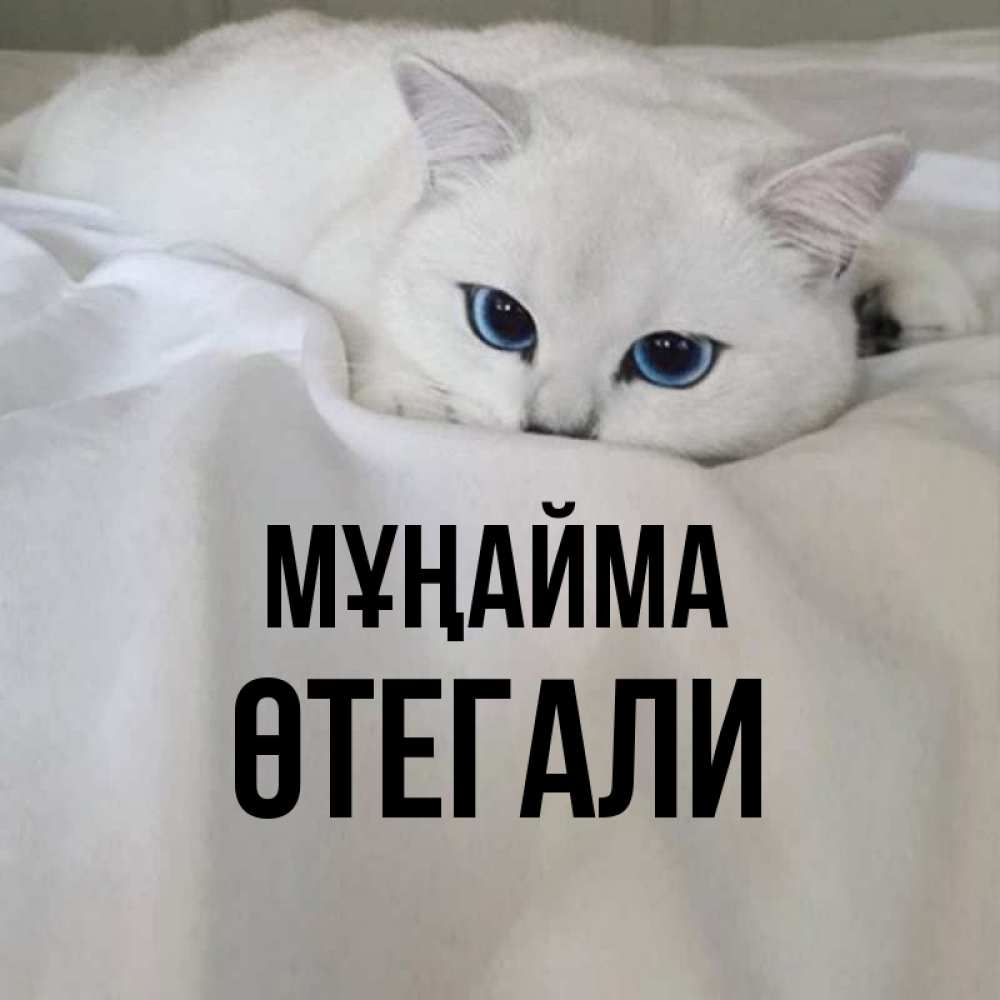 Күн сайын ашық хат с именем, ӨТЕГАЛИ Мұңайма Голубоглазая кошка Онлайн тегін жүктеп алу тілектері бар керемет карта 