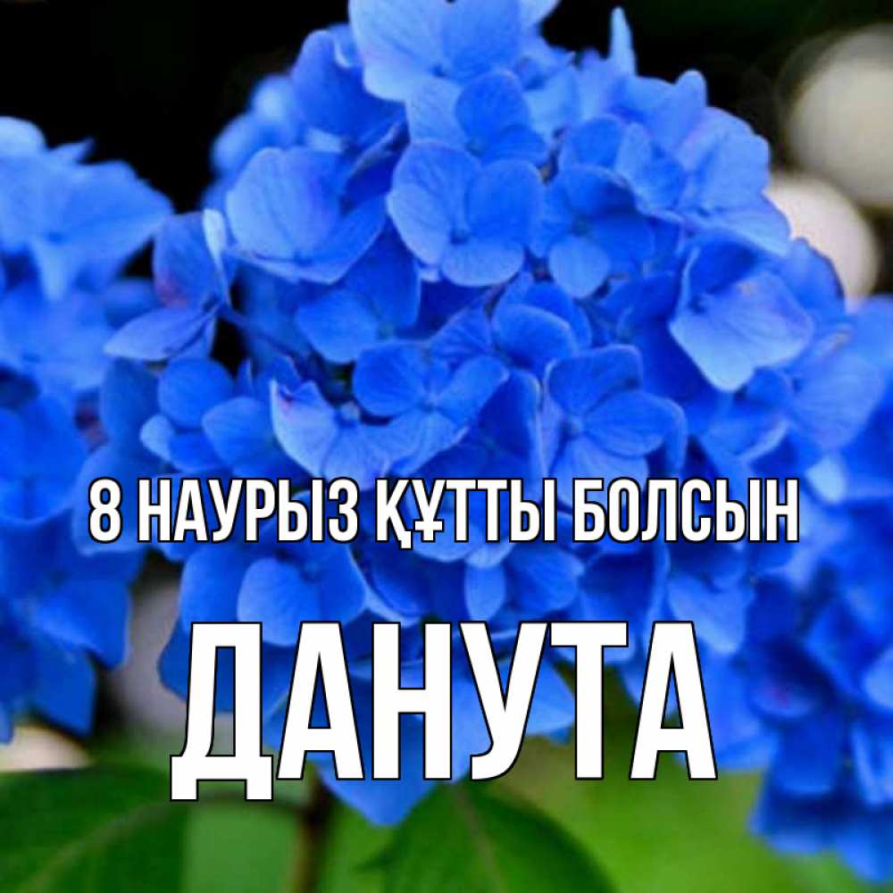 Күн сайын ашық хат с именем, Данута 8 наурыз құтты болсын синие цветы Онлайн тегін жүктеп алу тілектері бар керемет карта 