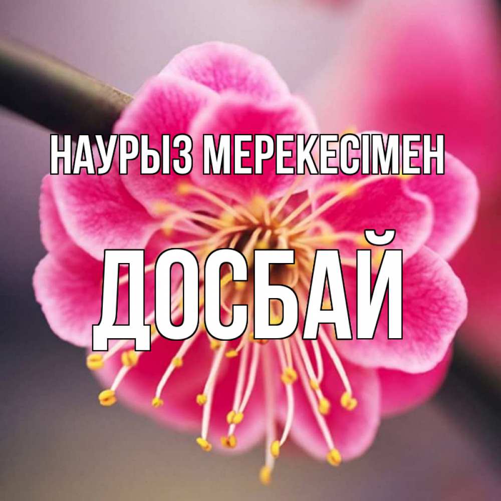 Күн сайын ашық хат с именем, Досбай Наурыз мерекесімен цветы Онлайн тегін жүктеп алу тілектері бар керемет карта 