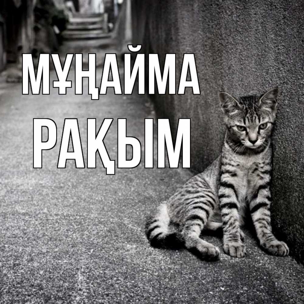 Күн сайын ашық хат с именем, РАҚЫМ Мұңайма скучающий котик Онлайн тегін жүктеп алу тілектері бар керемет карта 