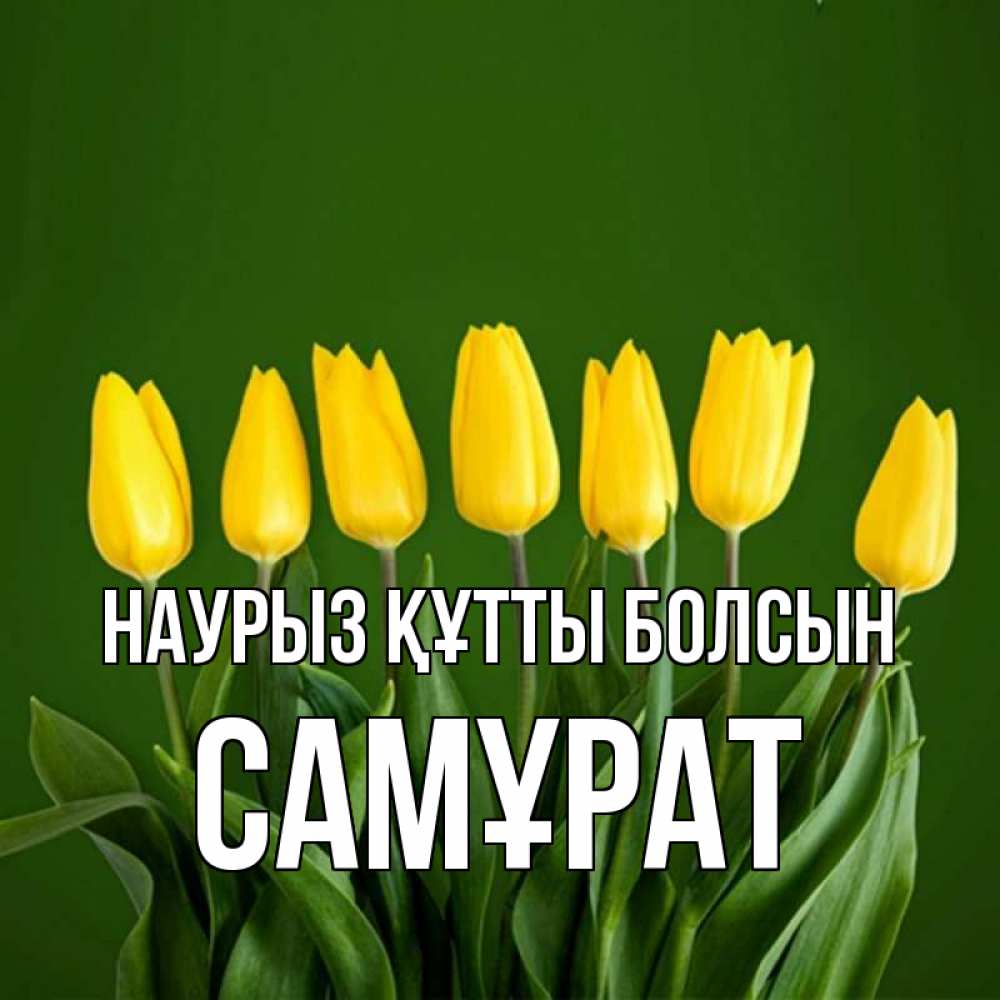 Күн сайын ашық хат с именем, САМҰРАТ Наурыз құтты болсын желтого цвета 3 Онлайн тегін жүктеп алу тілектері бар керемет карта 