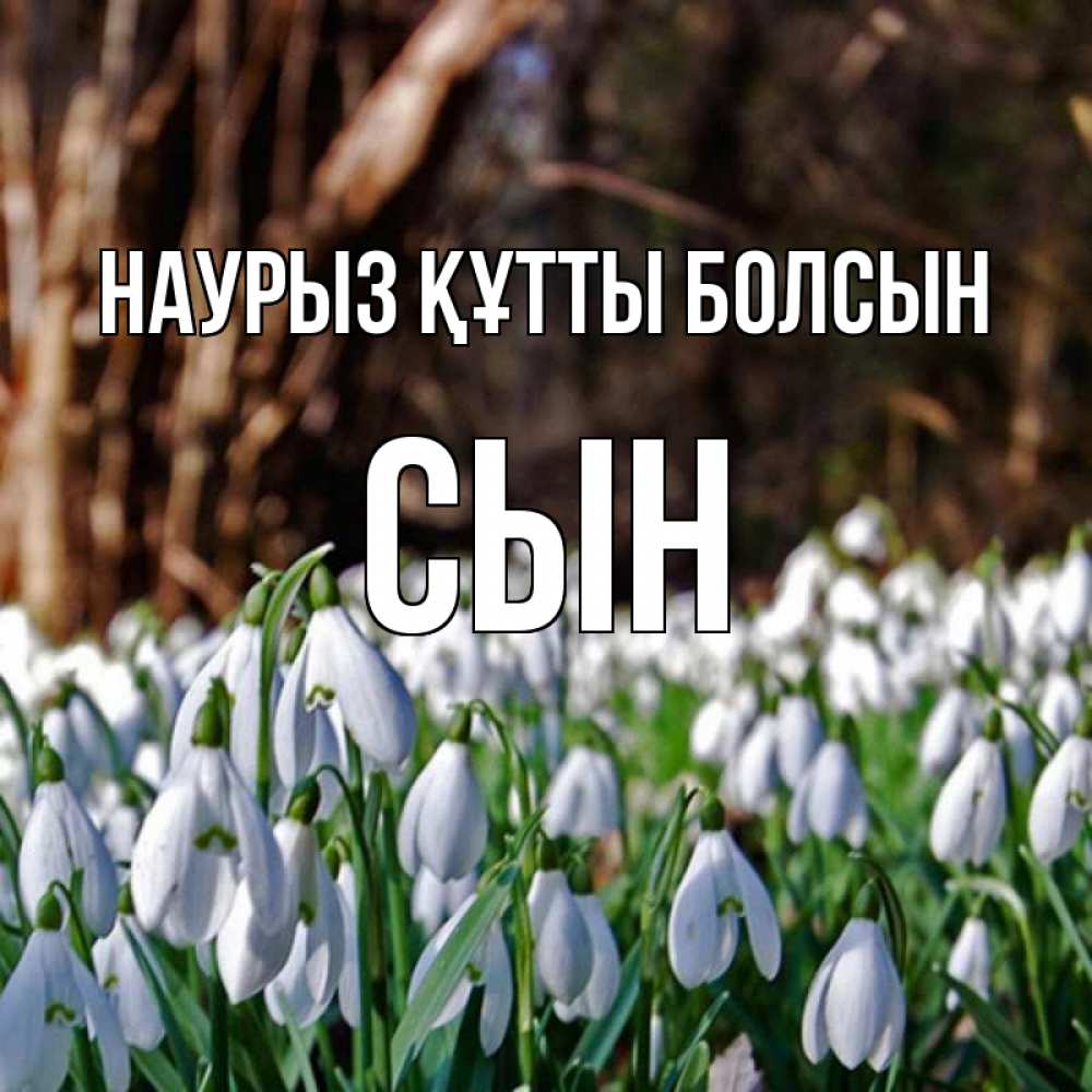 Күн сайын ашық хат с именем, Сын Наурыз құтты болсын с подснежниками 1 Онлайн тегін жүктеп алу тілектері бар керемет карта 