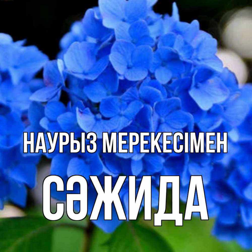 Күн сайын ашық хат с именем, СӘЖИДА Наурыз мерекесімен синие цветы Онлайн тегін жүктеп алу тілектері бар керемет карта 