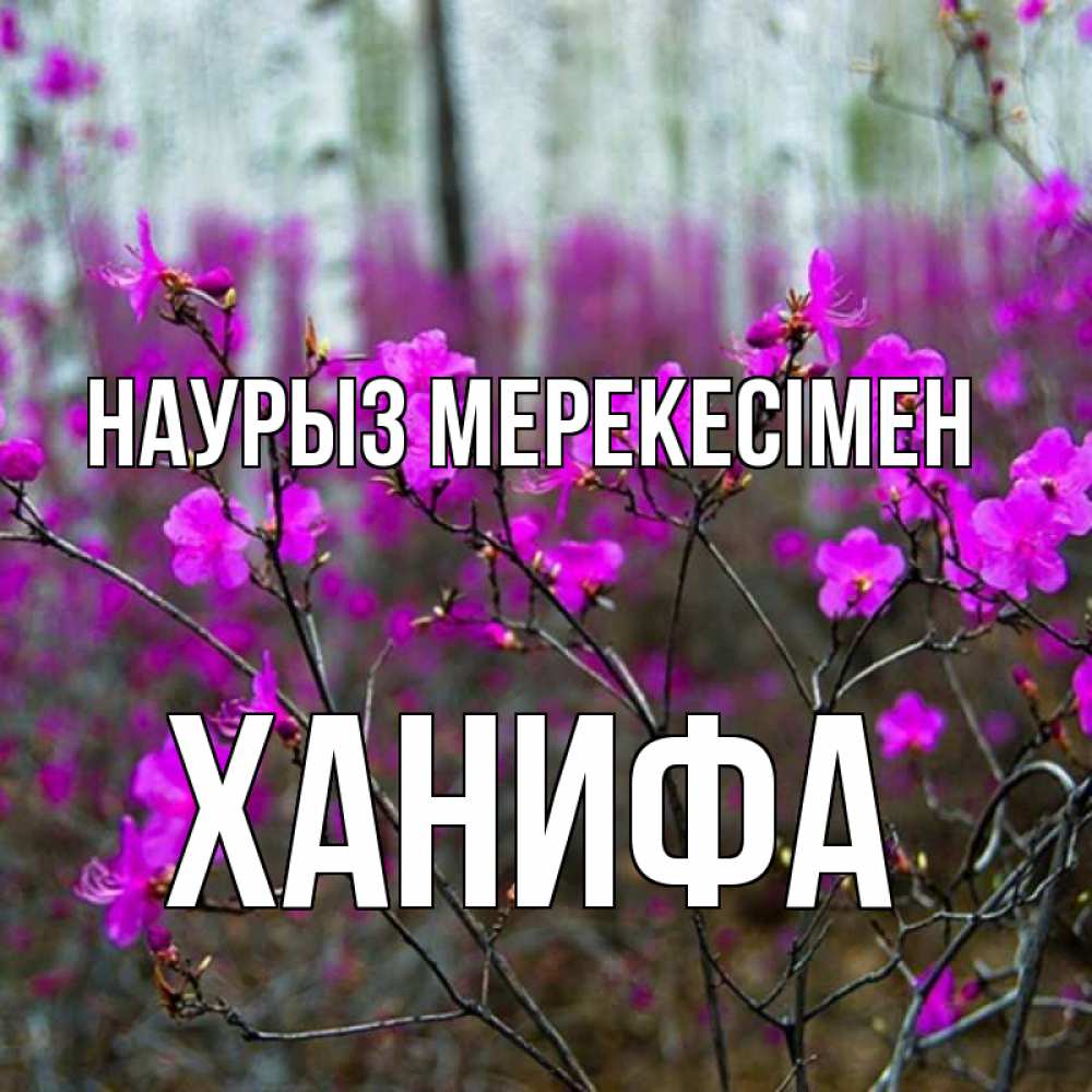 Күн сайын ашық хат с именем, ХАНИФА Наурыз мерекесімен дикие цветы Онлайн тегін жүктеп алу тілектері бар керемет карта 