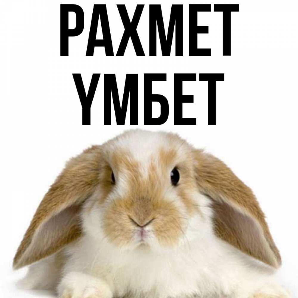 Күн сайын ашық хат с именем, ҮМБЕТ рахмет коричнево белый заяц Онлайн тегін жүктеп алу тілектері бар керемет карта 